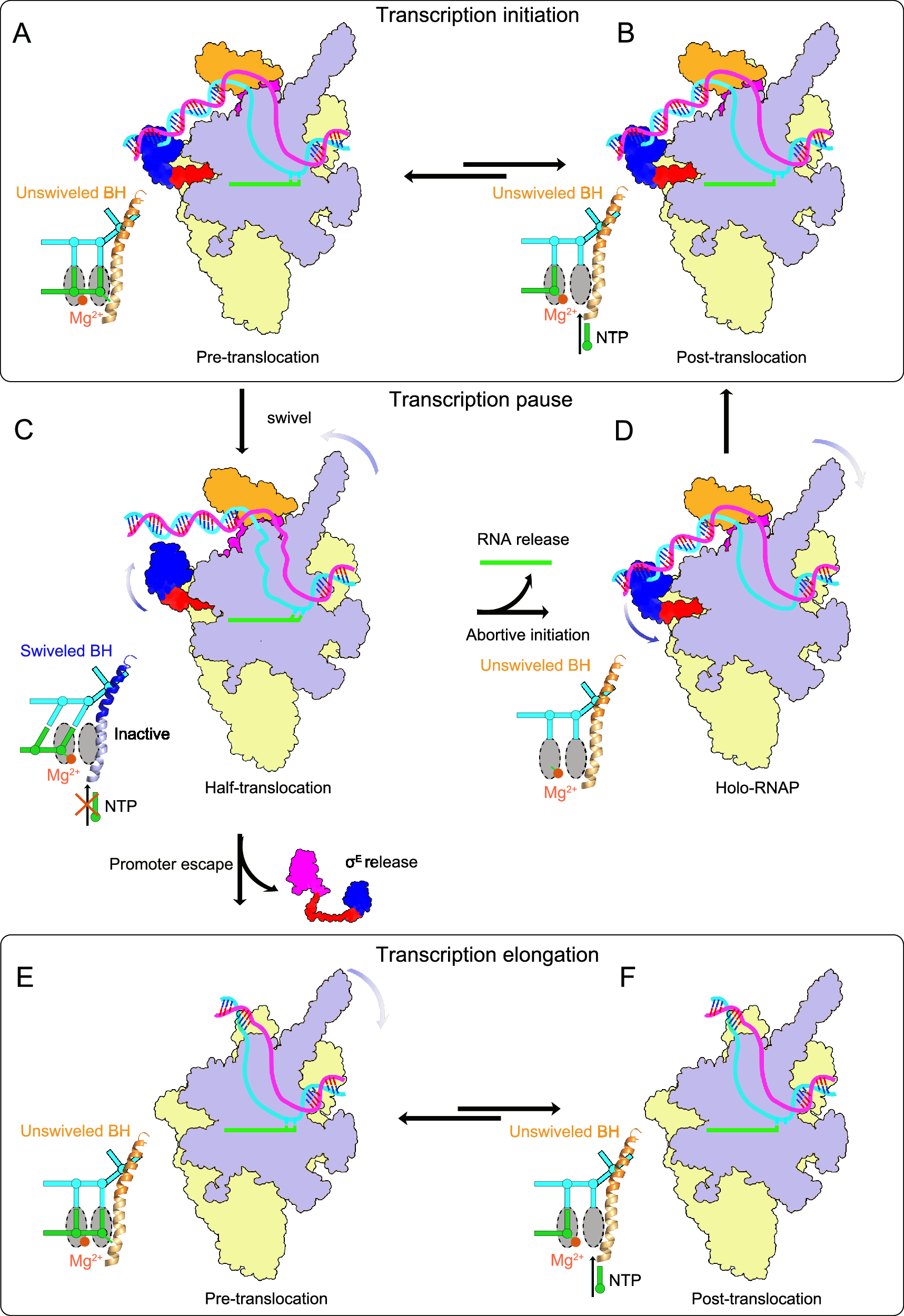 Fig. 5: Proposed mechanisms for transcription initiation.