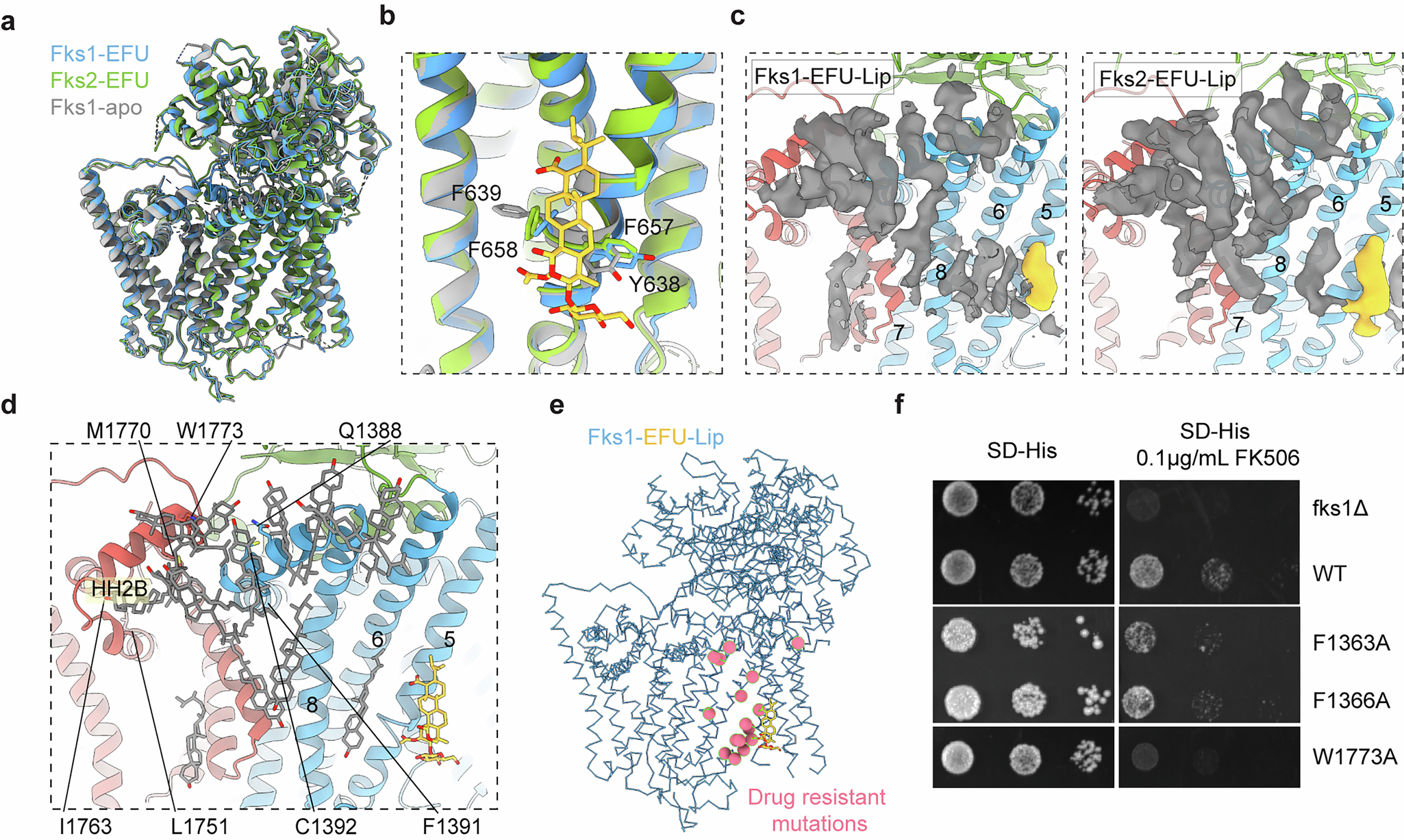 Fig. 3: Conformational change and lipid environment remodeling of FKS by Enfumafungin.