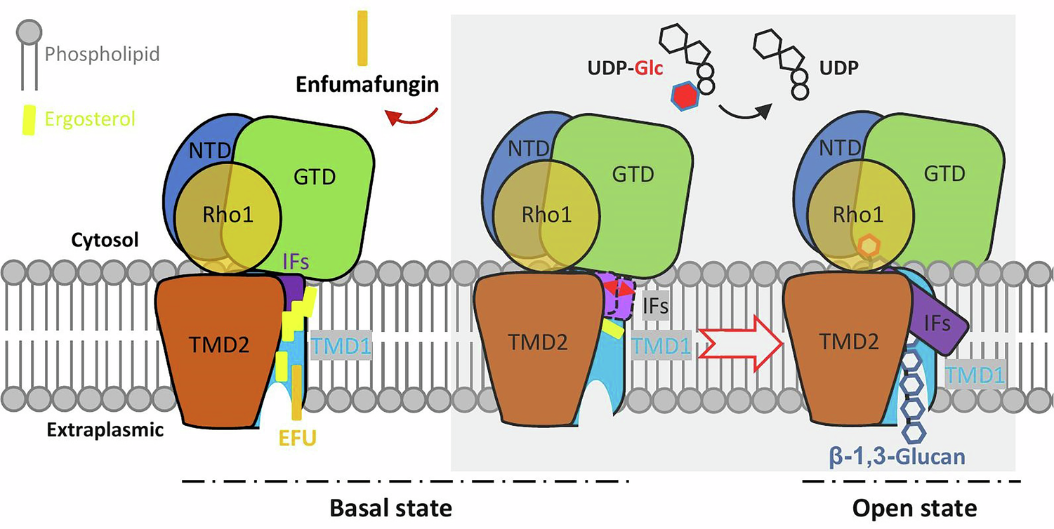 Fig. 6: Proposed catalytic and inhibitory mechanism of FKS.