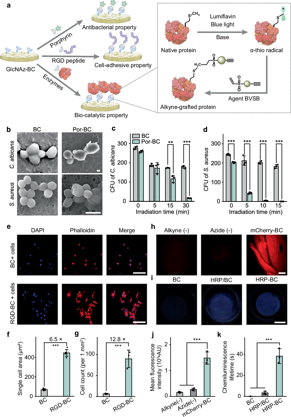 Fig. 3: Tailored functionalization of azide-modified bacterial cellulose (GlcNAz-BC) via click reactions.
