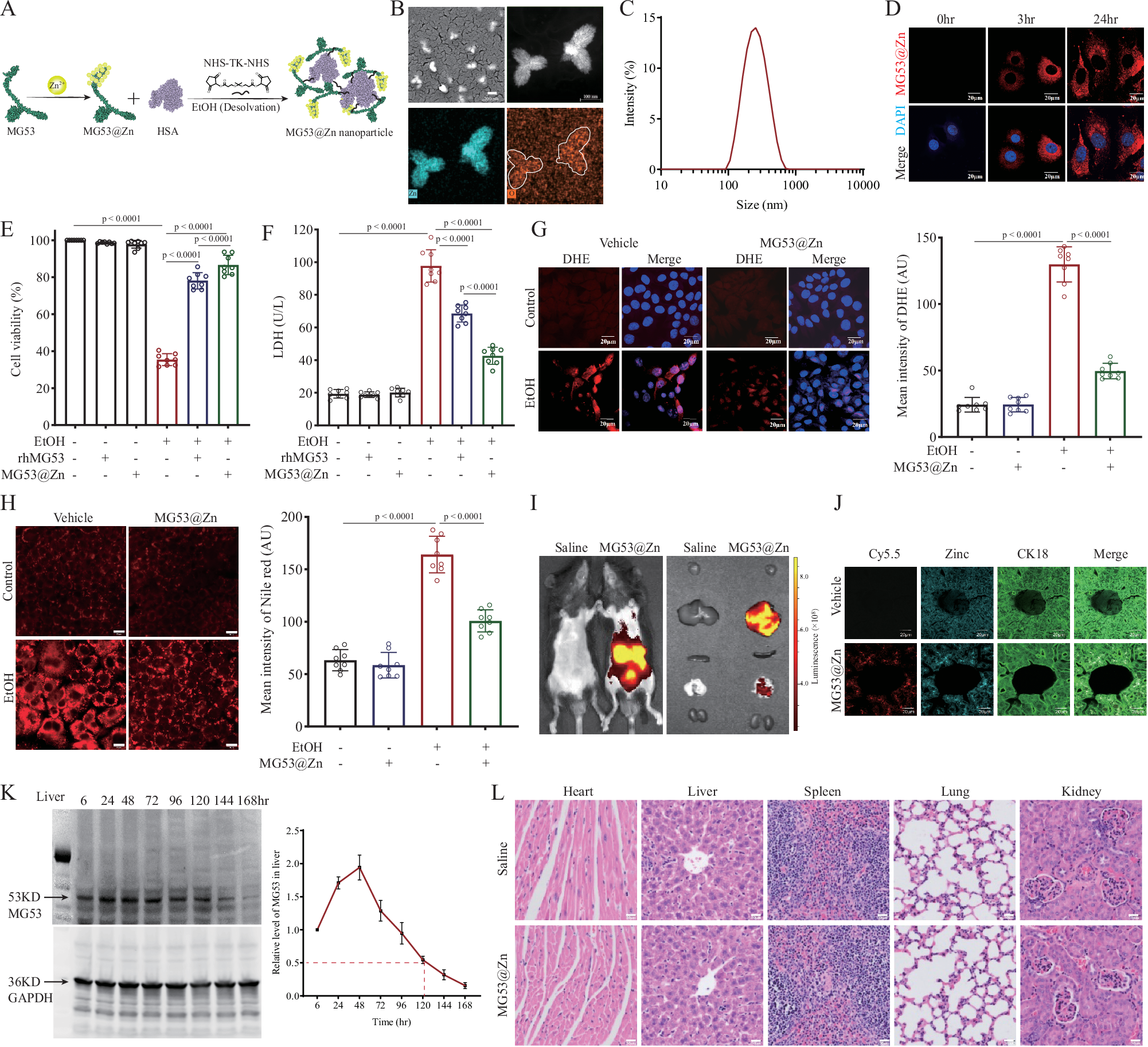 Fig. 5: Development and characterization of MG53@Zn nanoparticles.