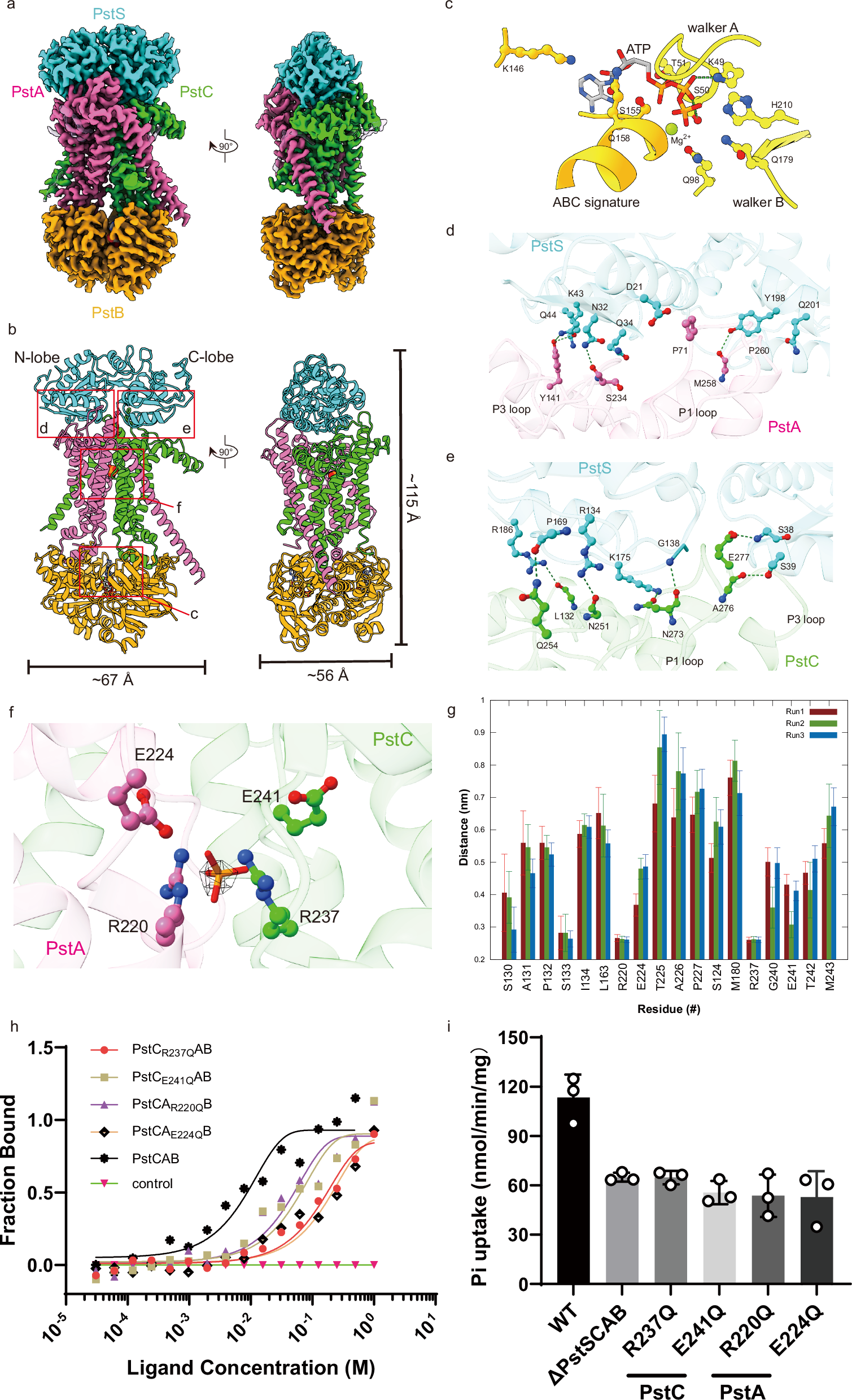Fig. 4: PstSCAB structure in the outward-facing, catalytic intermediate state.