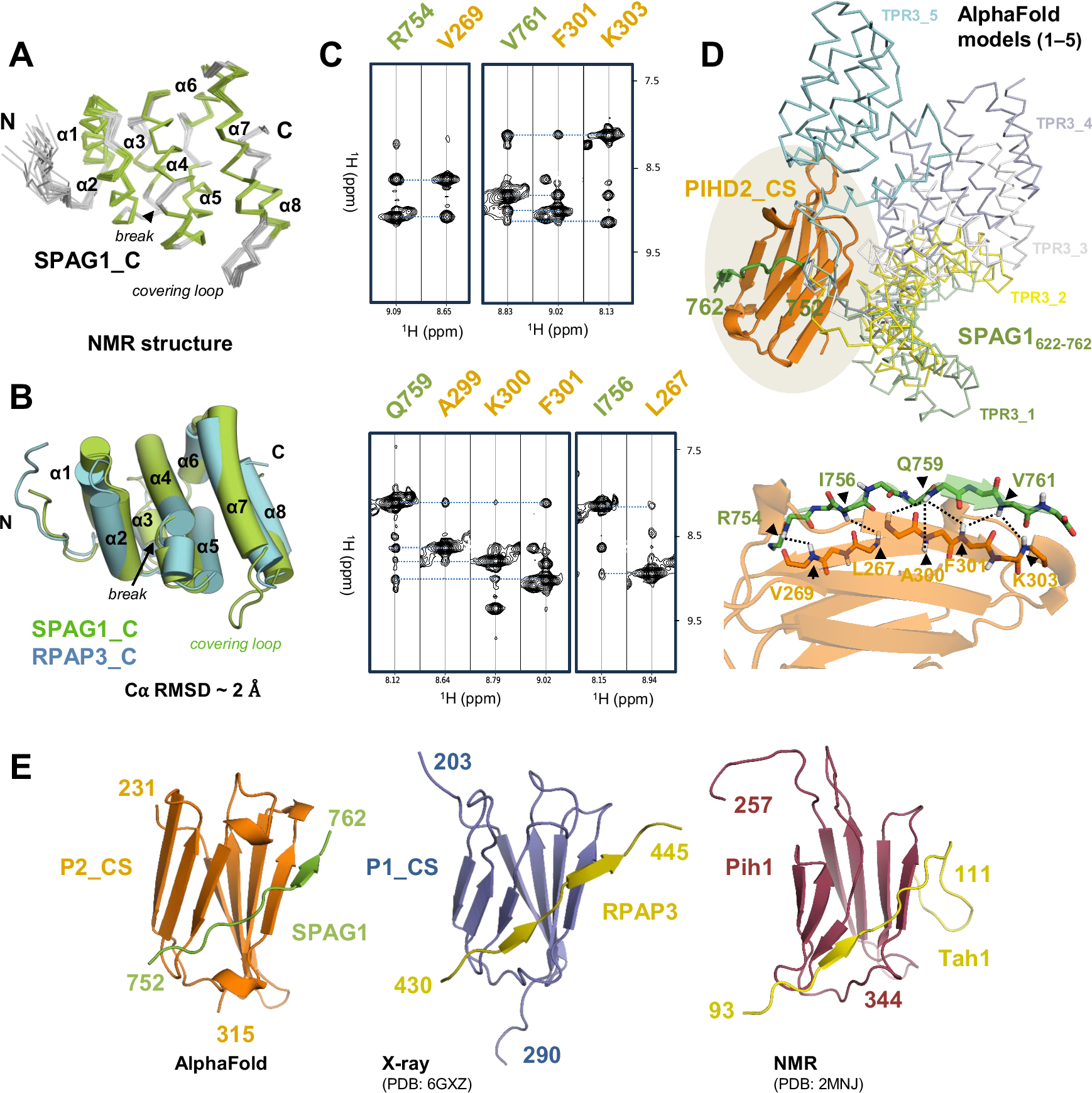 Fig. 4: NMR structure of the C-terminal domain of the human SPAG1 protein and its interactions with PIH1D2.