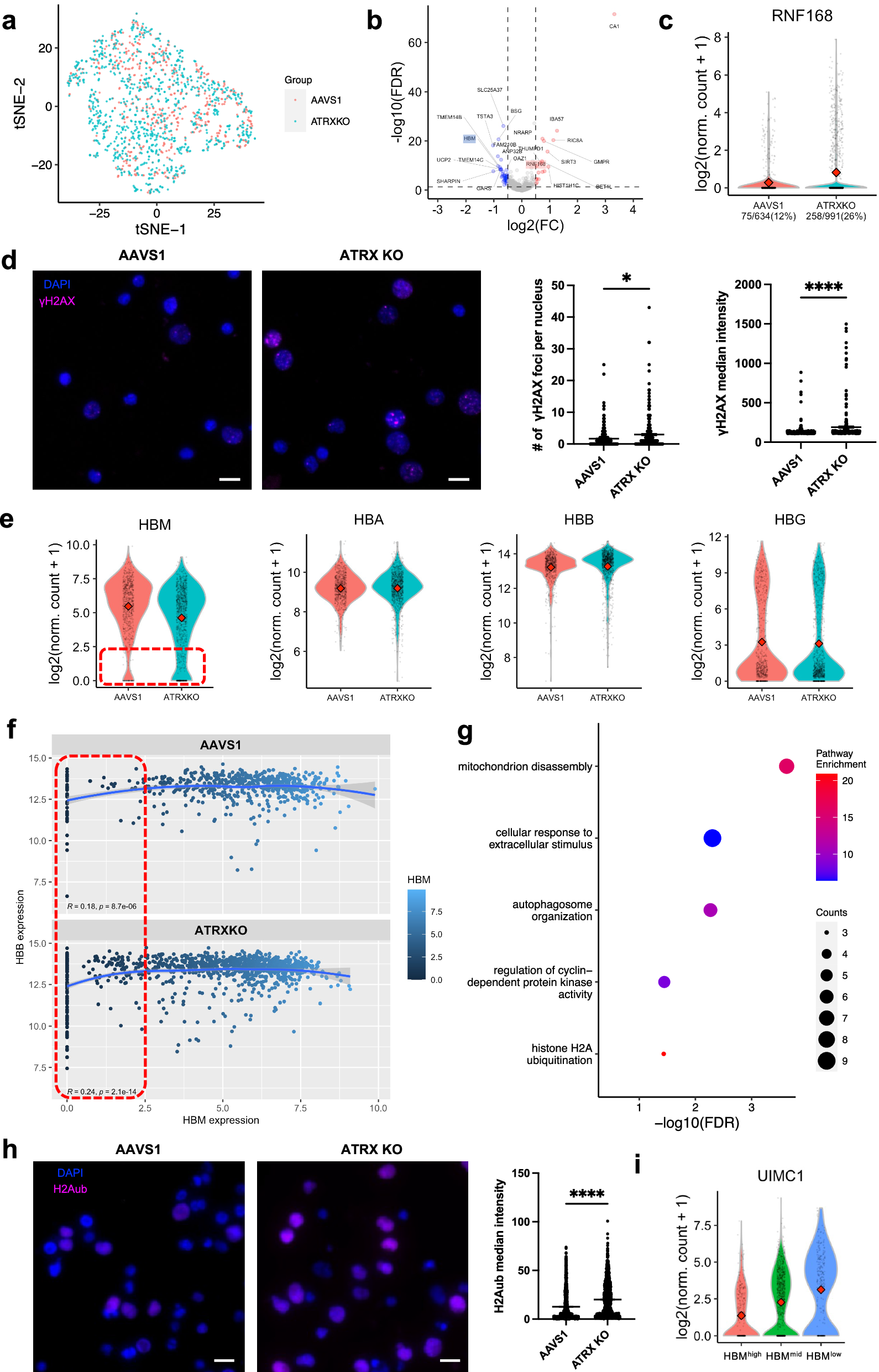 Fig. 2: scRNA-seq confirmed the stochastic effect of ATRX loss on gene expression and indicated an association with DNA damage response.