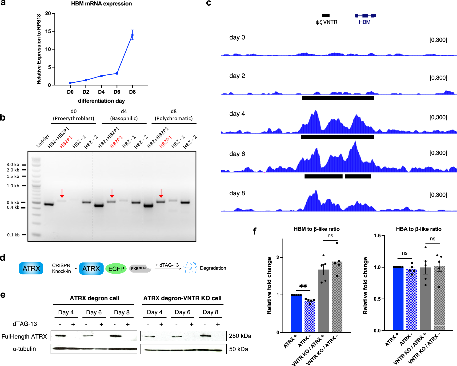 Fig. 3: ATRX regulates gene expression at the α-globin locus via a G-rich VNTR.