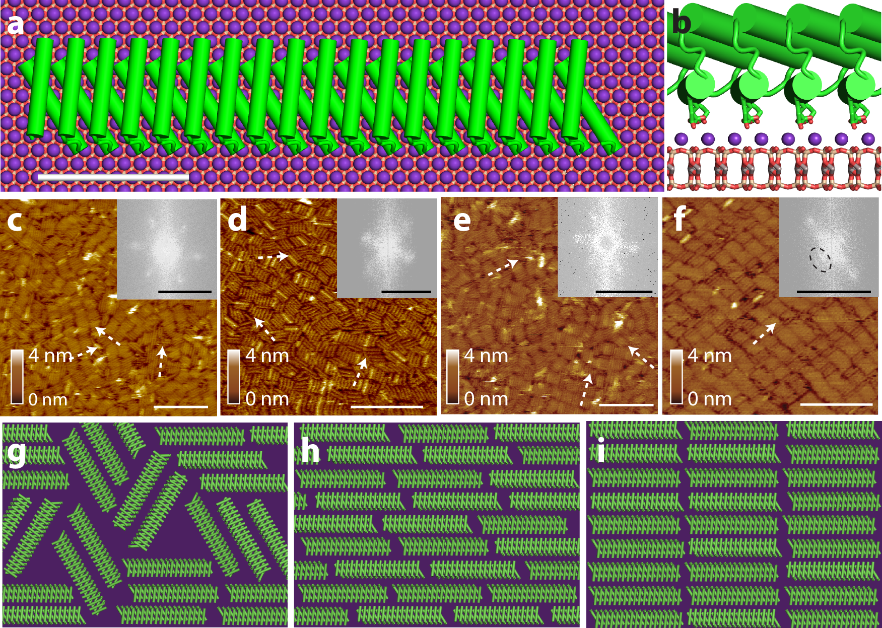 AI解析によるタンパク質設計原理の解明（Protein Design Principles Revealed in AI Analysis of Nanoribbon Assembly）