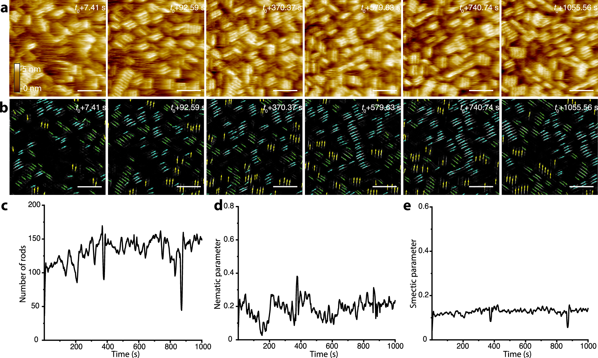 Fig. 4: In-situ high-speed AFM results and machine learning analysis to follow the assembly of protein nanorods on f-mica.