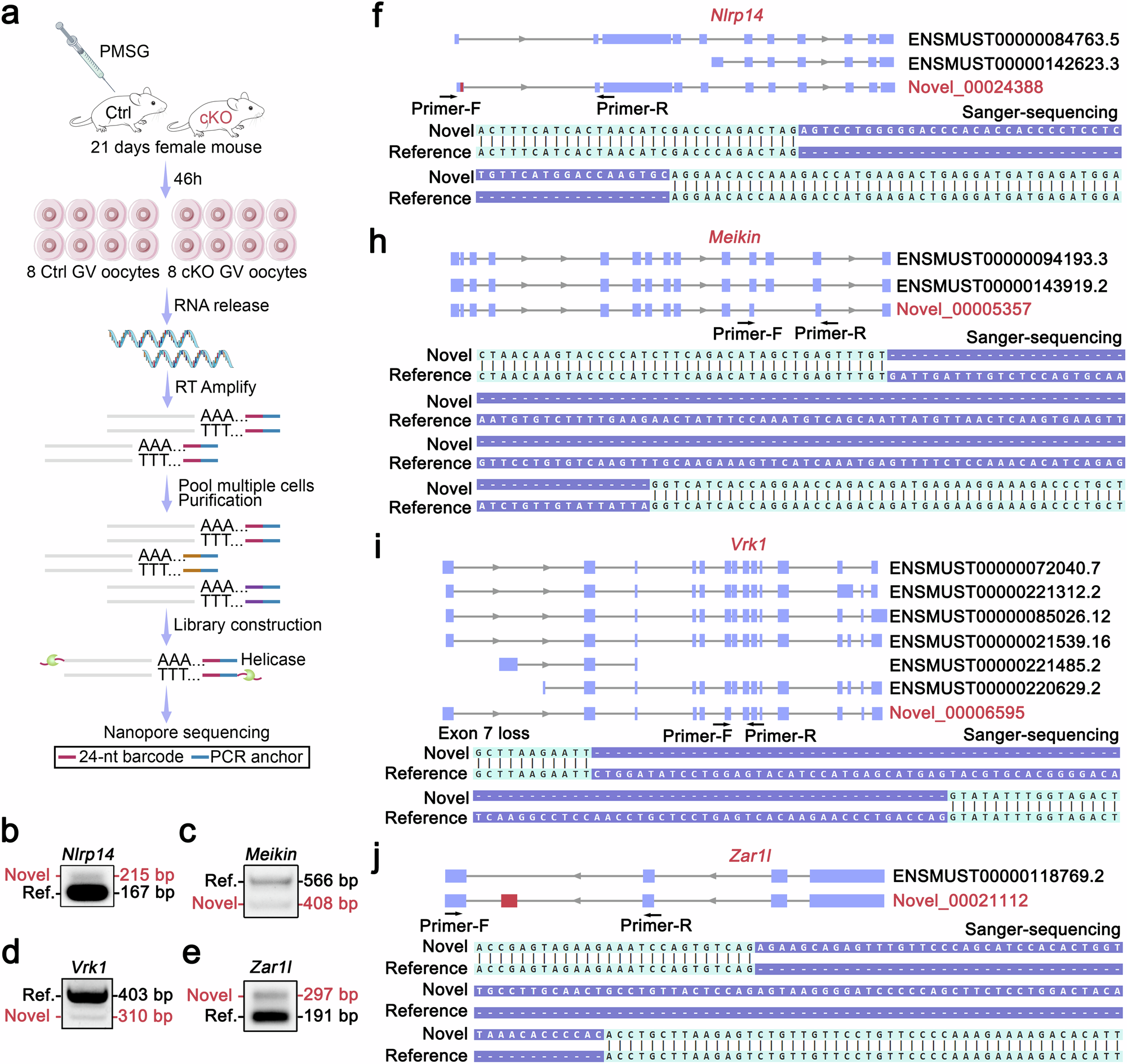 Fig. 5: Characterization of SCAN-seq and analysis of unannotated transcripts.