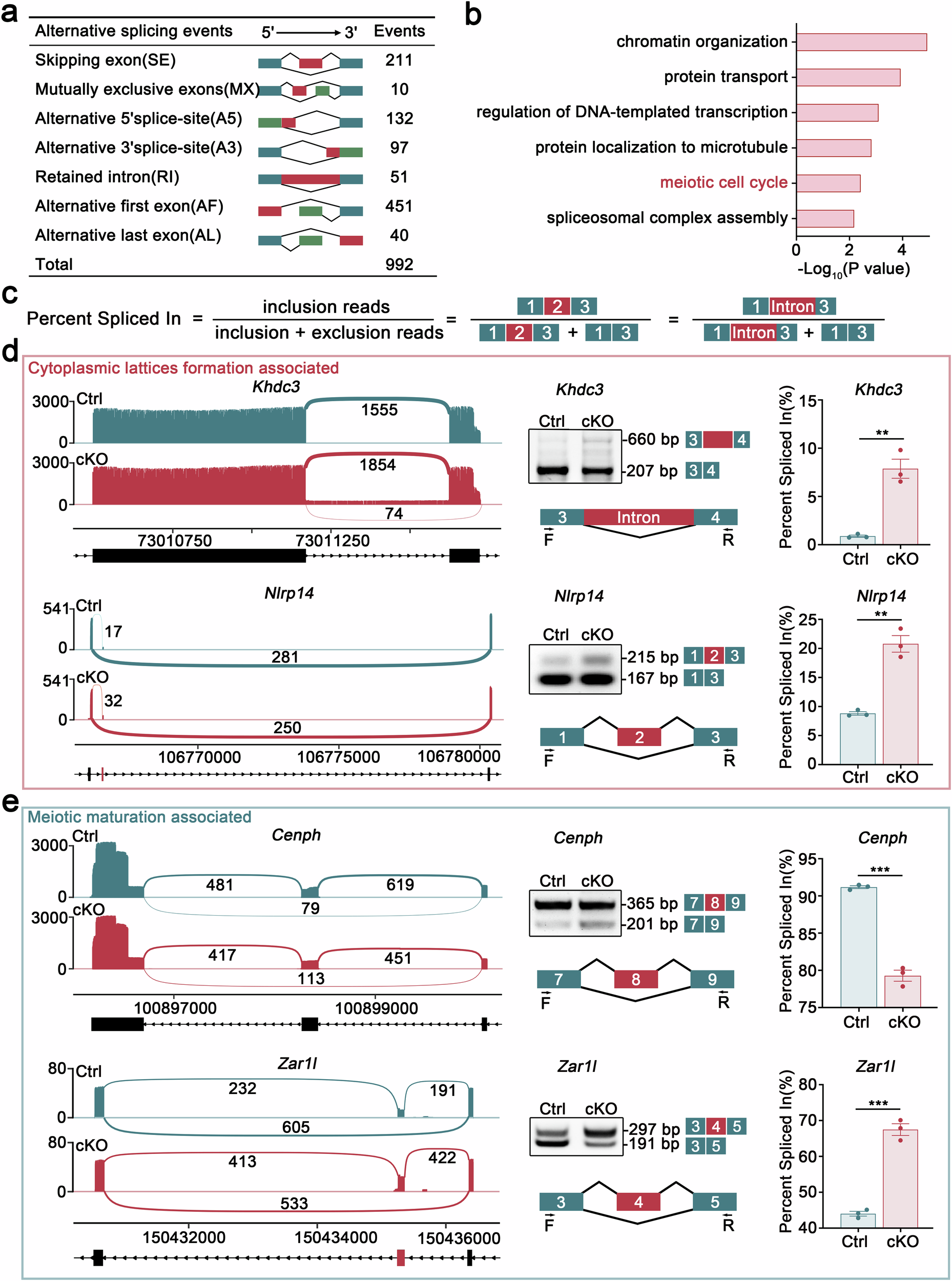 Fig. 6: Loss of hnRNPM results in aberrant pre-mRNA splicing in oocytes.