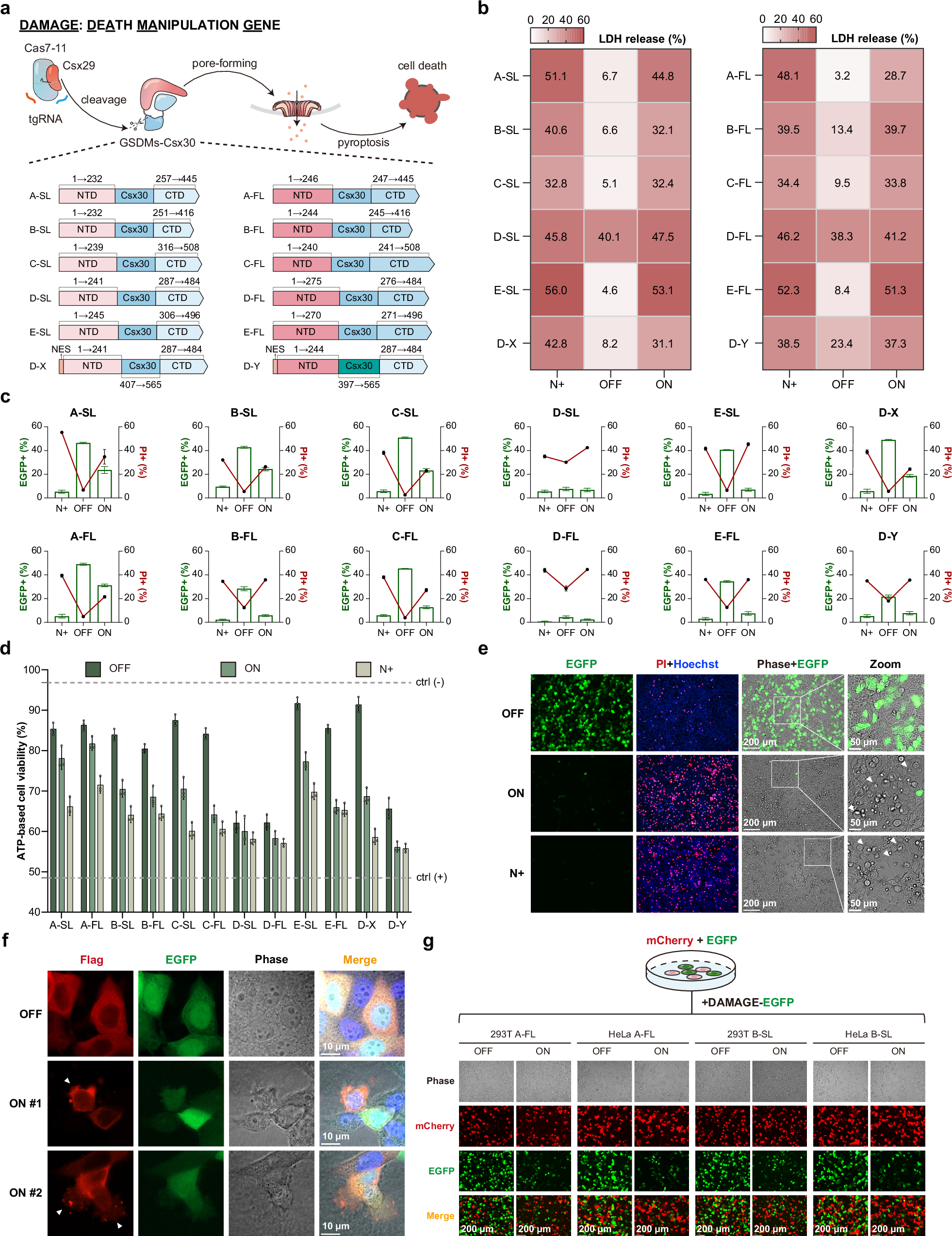 Fig. 1: The construction and functional validation of DAMAGE.