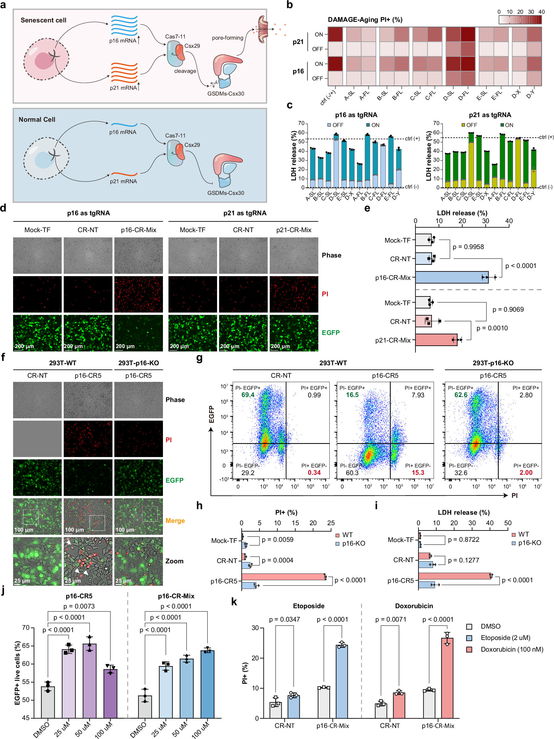 Fig. 5: DAMAGE targets p16/p21 mRNA and selectively eliminates senescent cells.