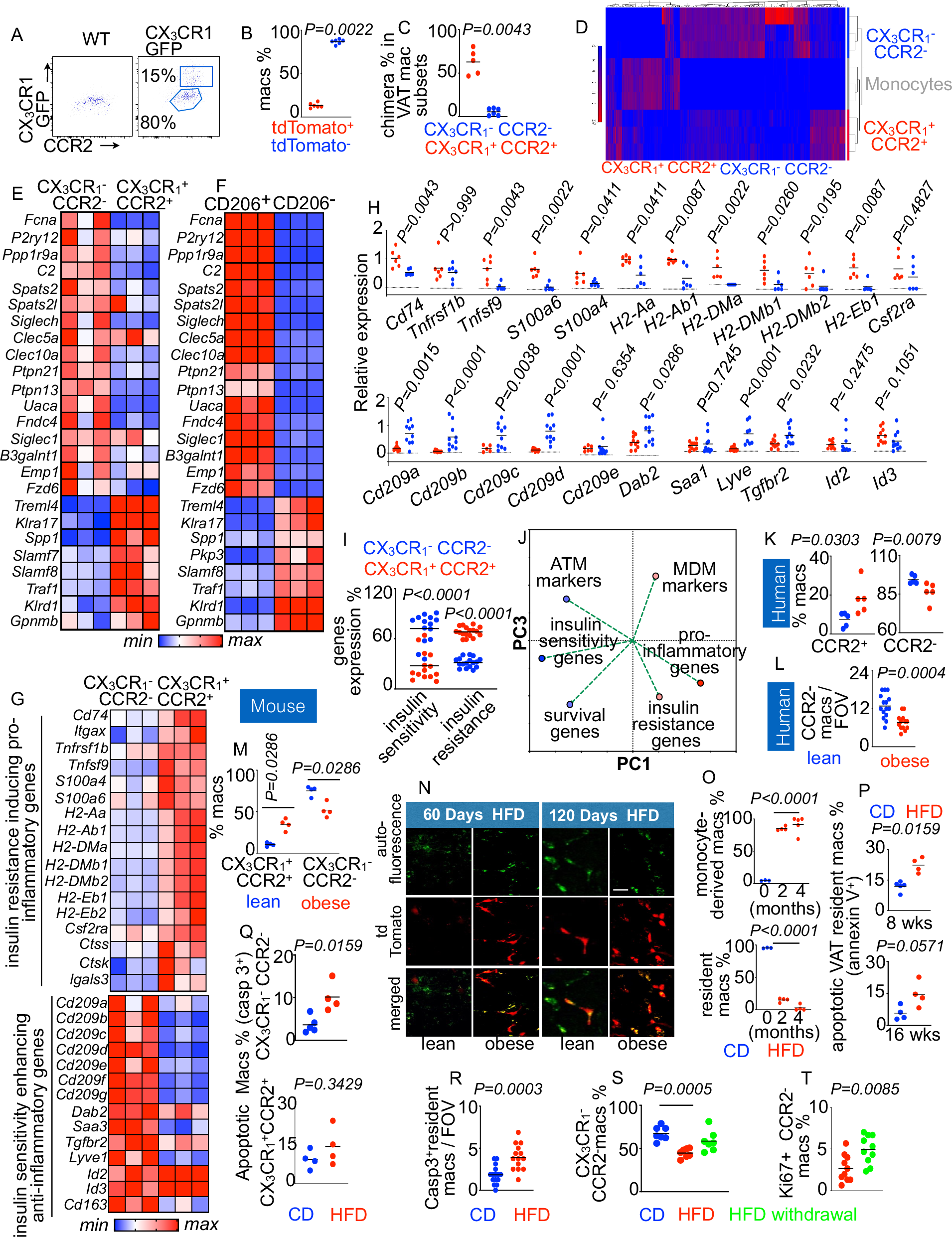 Fig. 1: VAT monocyte-derived and resident macrophages have different transcriptomic profiles.