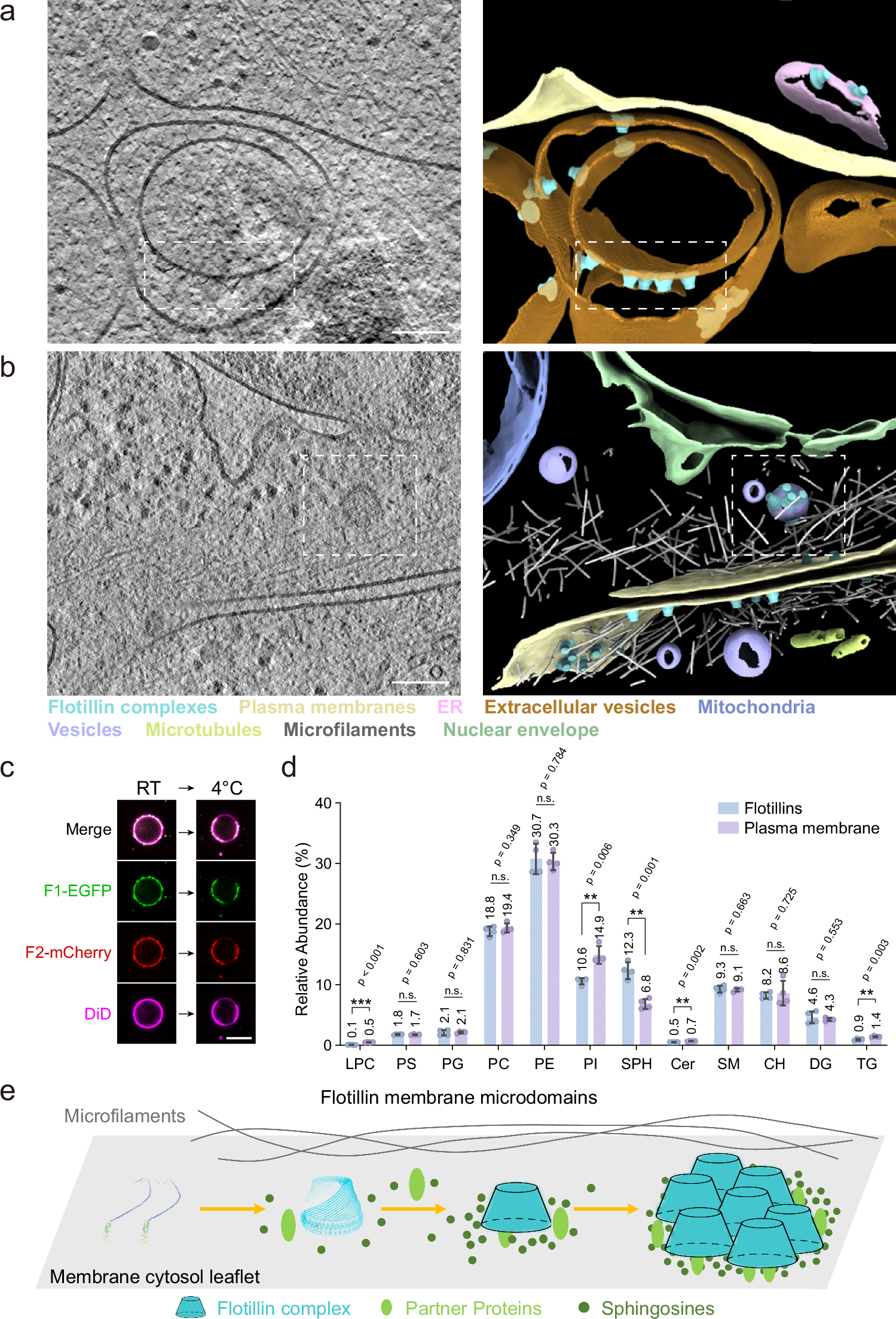 Fig. 5: Organization of membrane microdomains by flotillin complexes.