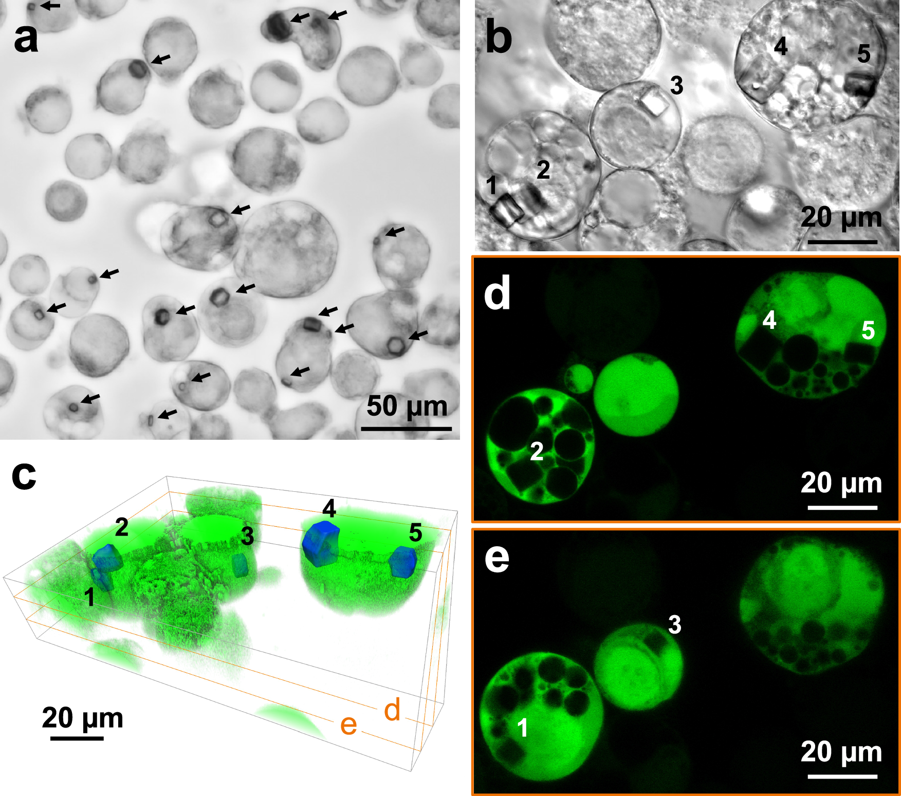 Fig. 2: Intracellular crystallization of MgHEX-1 in High Five insect cells and negative fluorescence (FL) imaging of the in cellulo crystals.