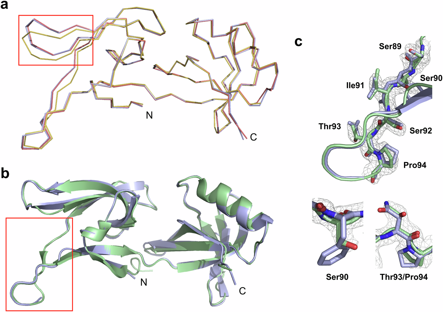 Fig. 5: Structural homology of HEX-1 proteins.