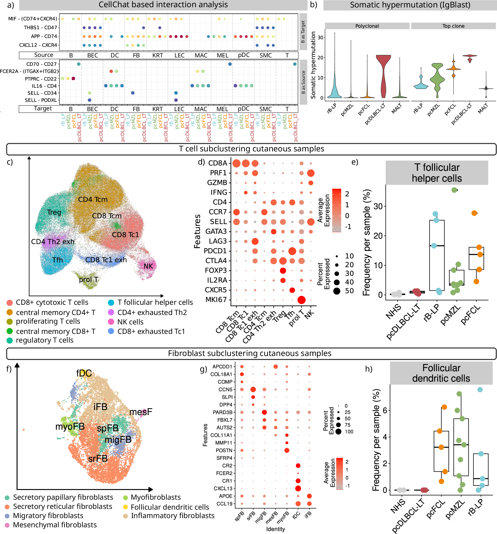 Fig. 4: Indolent primary cutaneous B cell lymphoma show an intact germinal centre reaction.