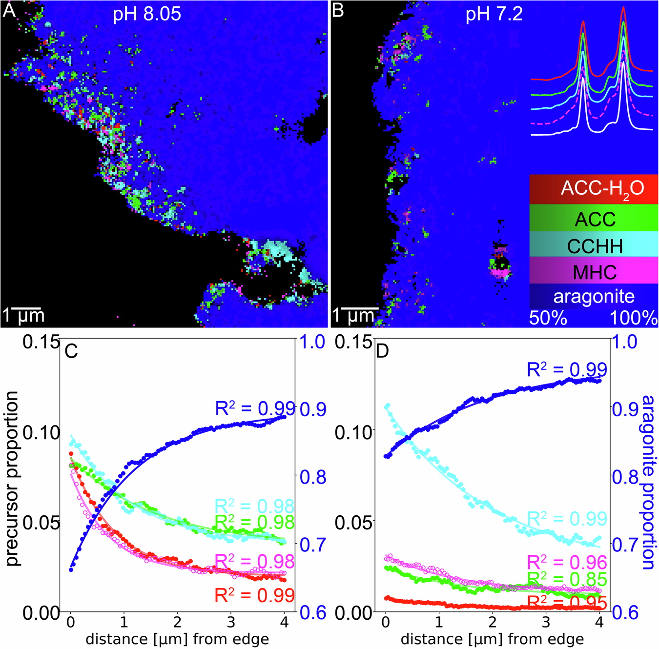Fig. 2: MMs of Stylophora pistillata and their proportions.