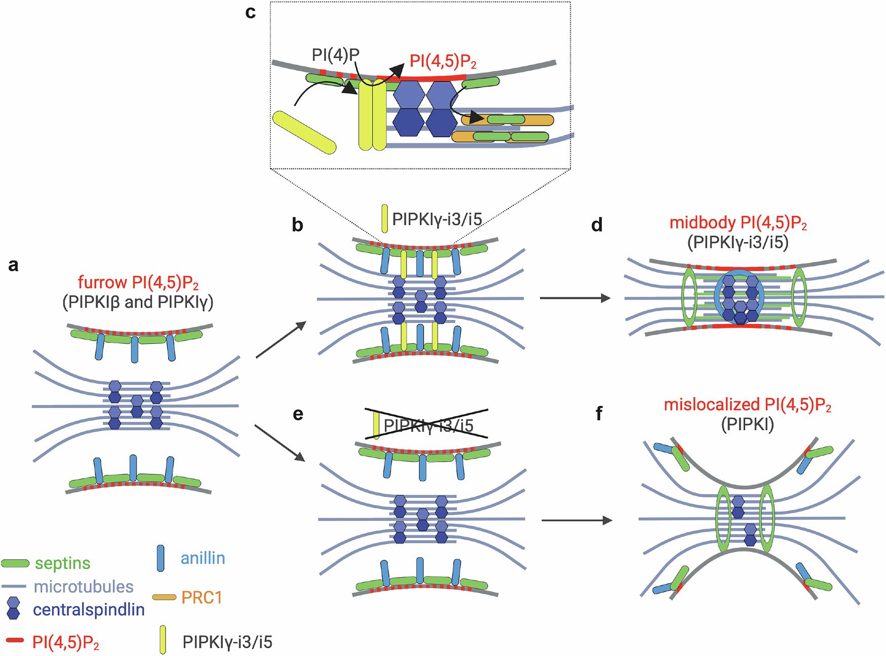 Fig. 6: Model summarizing the role of PIPKIγ-i3/i5 during cytokinesis.
