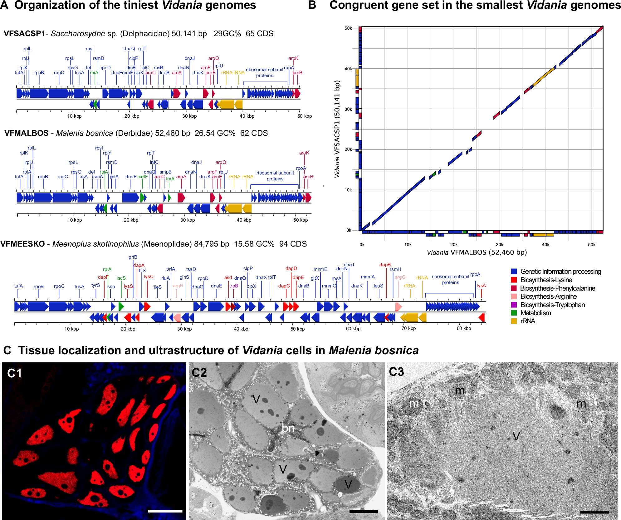 Fig. 4: Genomic and cellular features of highly reduced Vidania symbionts.