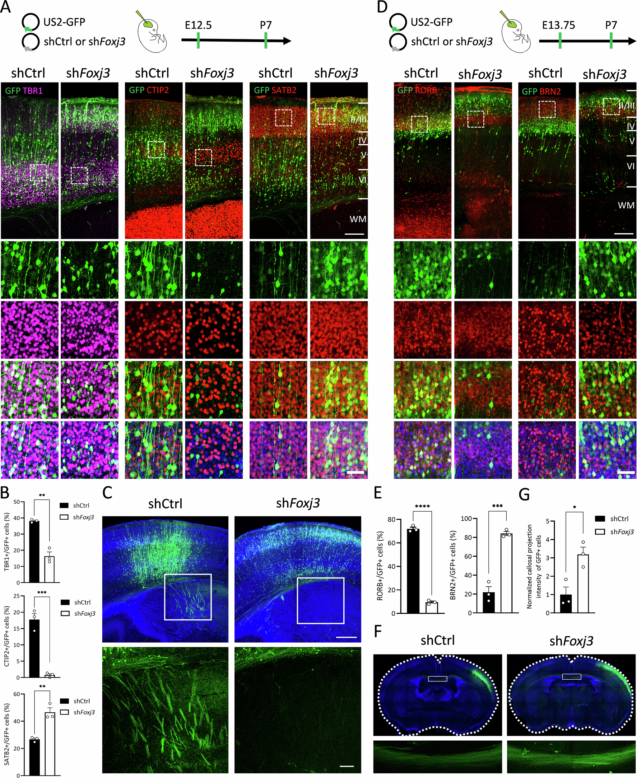 Fig. 3: FOXJ3 is essential for proper cell fate determination and cortical lamination in deeper-layer and Layer 4 neurons.