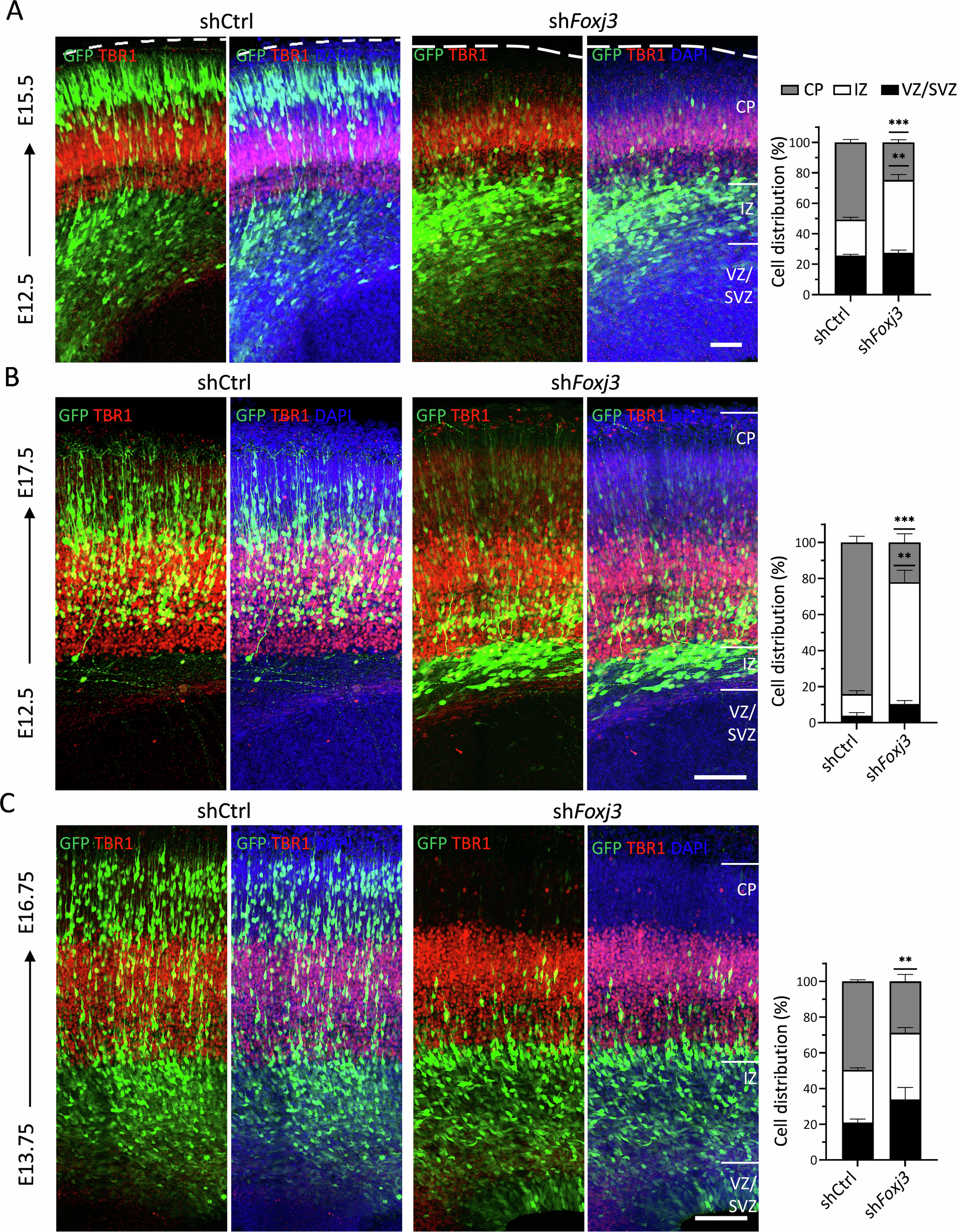 Fig. 4: Foxj3 knockdown impairs neuronal migration at different developmental stages.