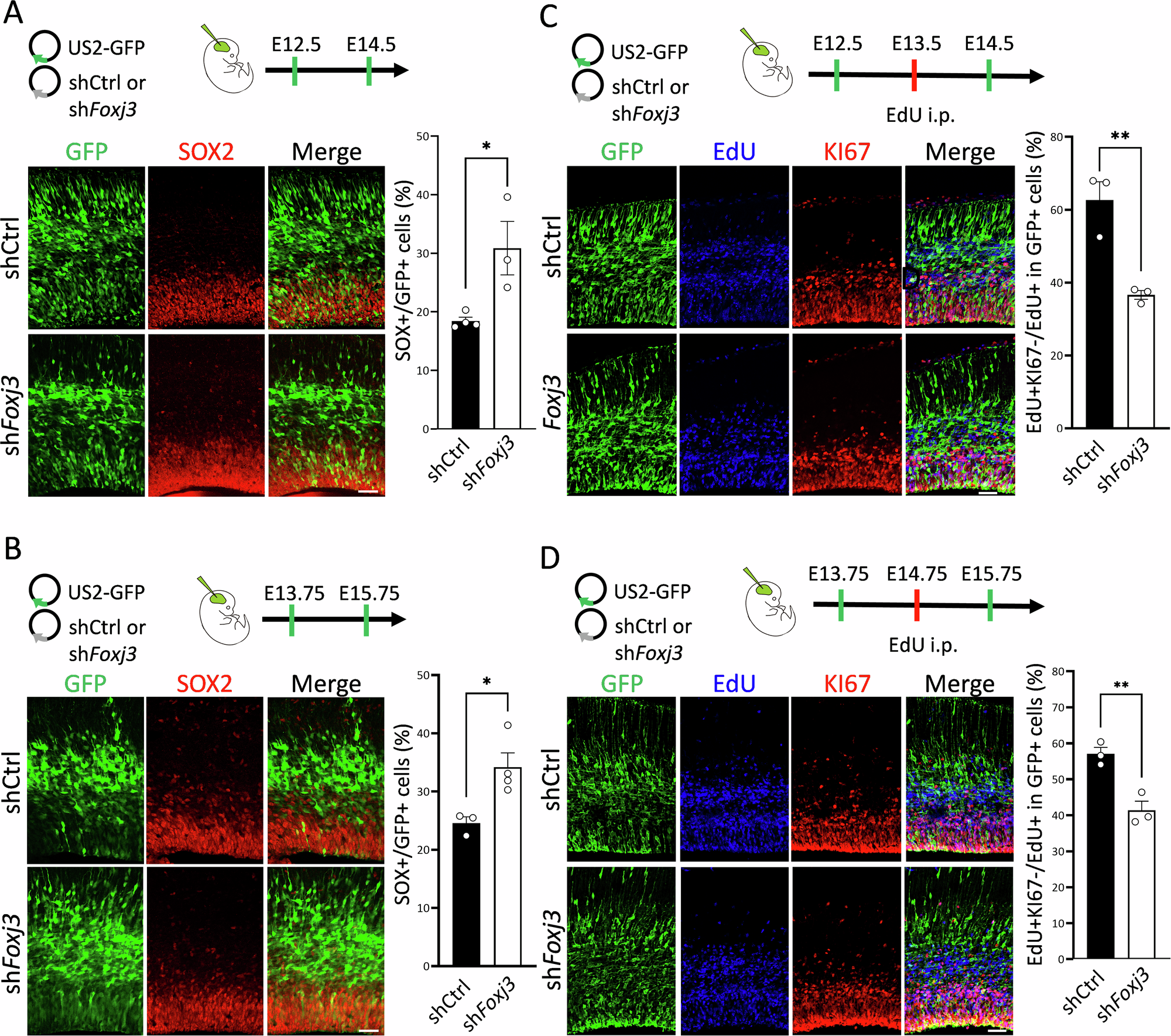 Fig. 5: Foxj3 knockdown increases neural stem cell maintenance and delays cell cycle exit.