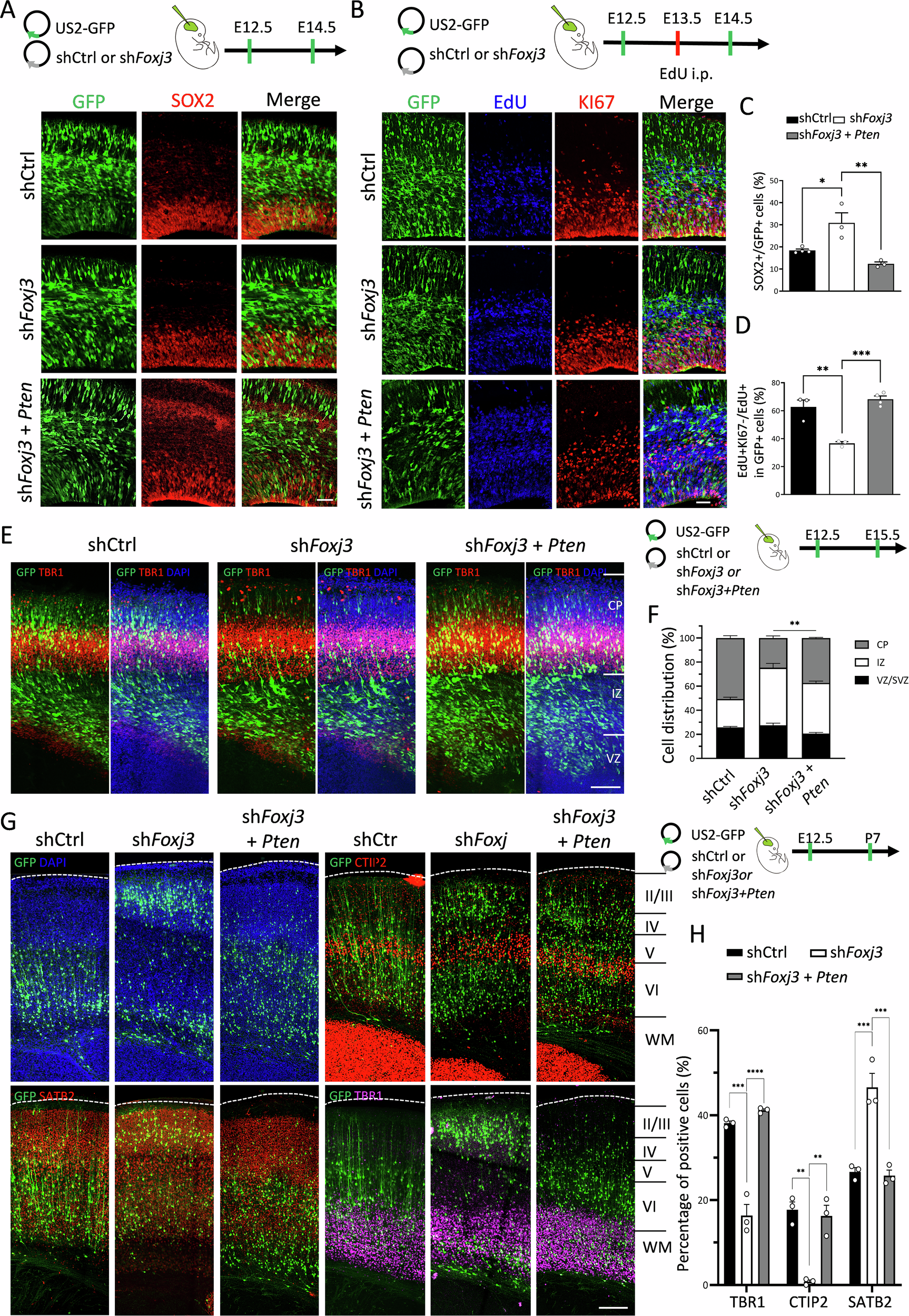 Fig. 7: PTEN rescues cortical development defects caused by Foxj3 knockdown.
