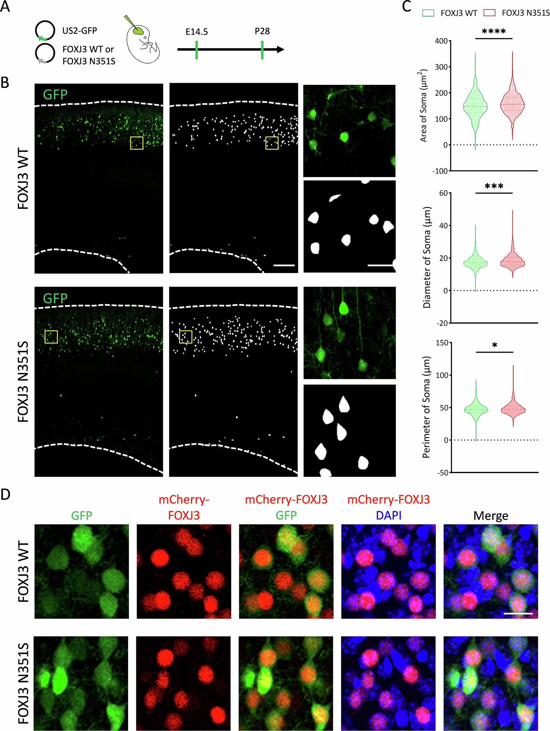 Fig. 8: FCD-associated FOXJ3 N351S mutation increases neuronal soma size without altering FOXJ3 nuclear localization.