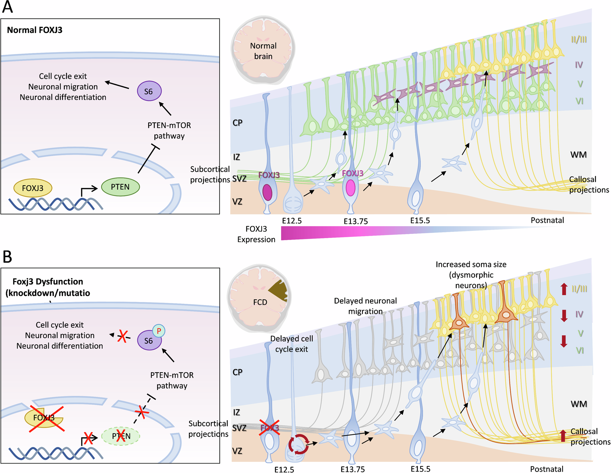 Fig. 9: Schematic model of the role of FOXJ3 in cortical development and epilepsy.