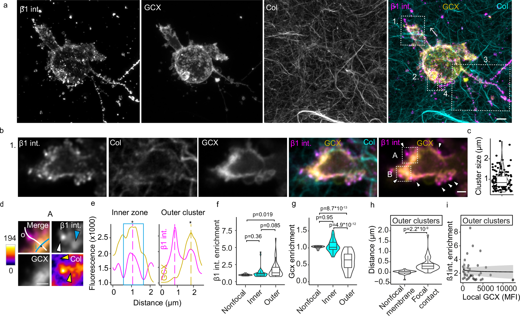Fig. 3: Submicron glycocalyx segregation in cell-matrix adhesions.