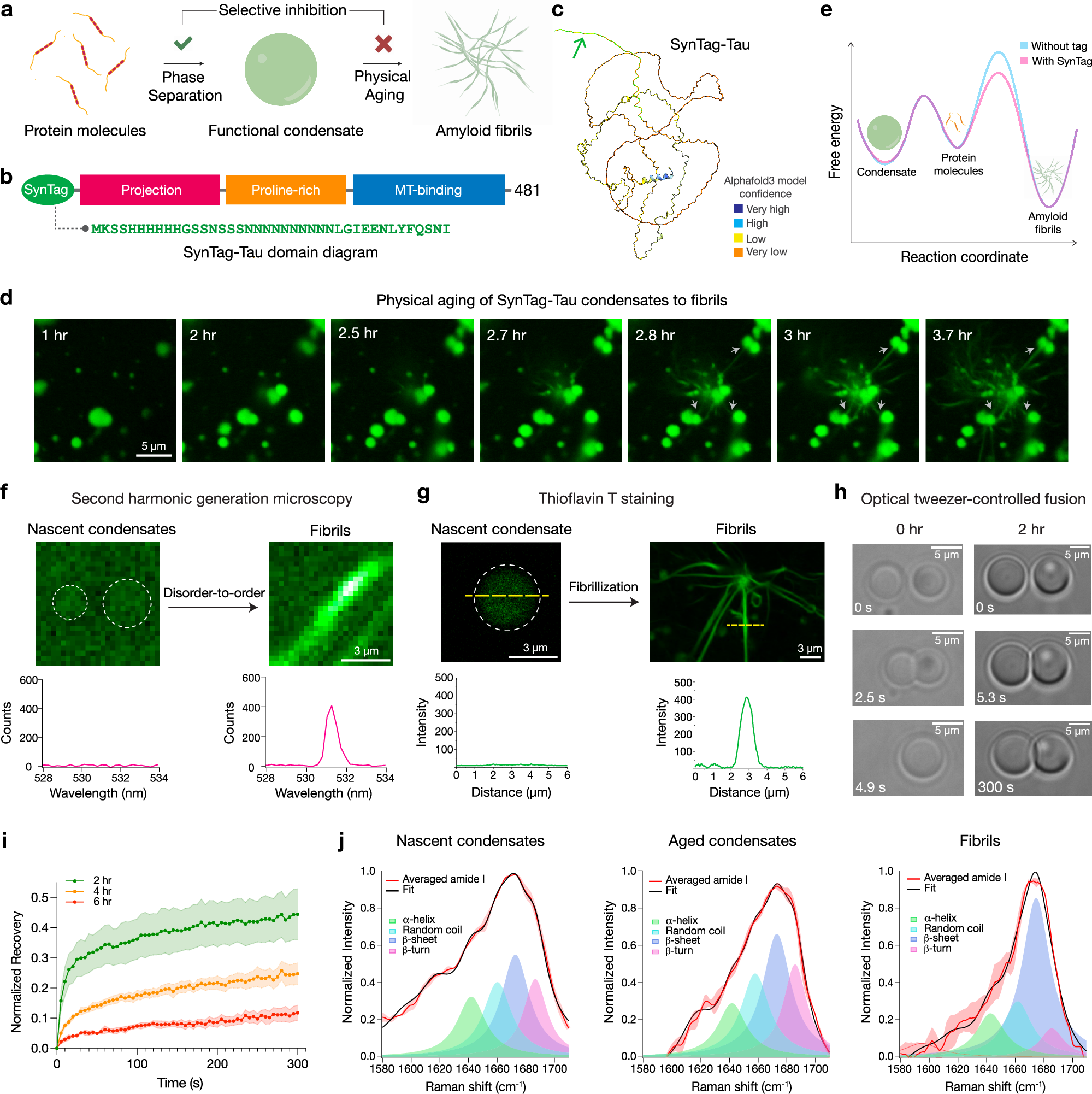 Fig. 1: Engineered SynTag-Tau undergoes phase separation coupled to fibril formation.