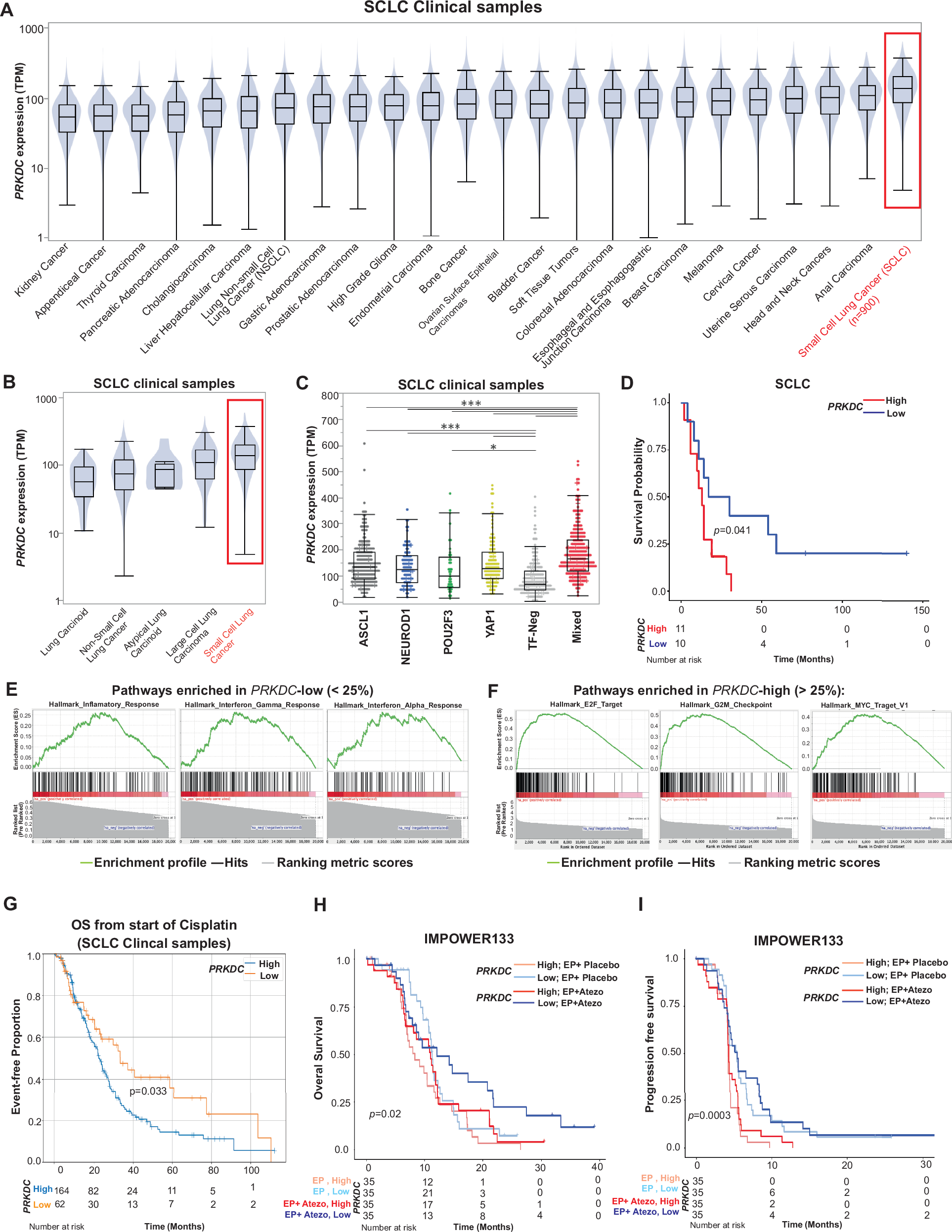 Fig. 1: DNAPKcs is highly expressed in SCLC.