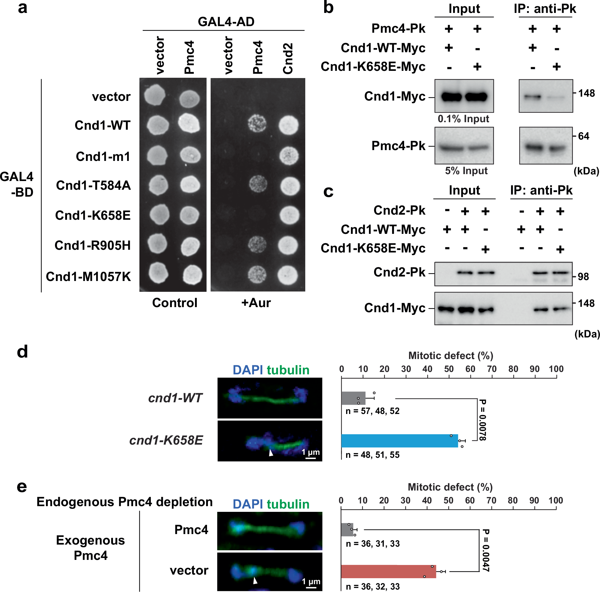 Fig. 2: The cnd1-K658E condensin mutation impairs the Cnd1-Pmc4 interaction and causes chromosome segregation defects.