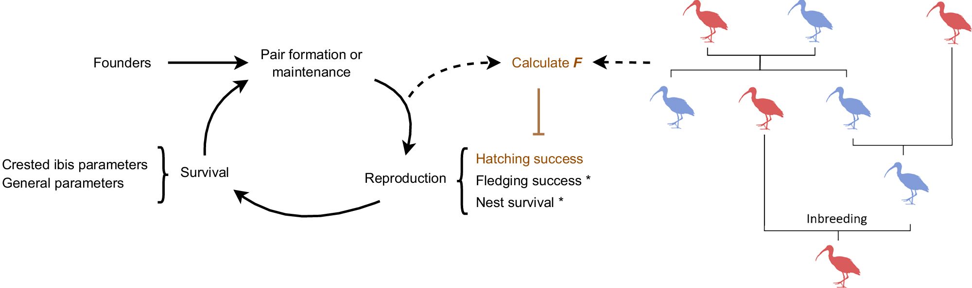 Fig. 1: Schematic diagram of the model and the simulated reintroduction approaches.