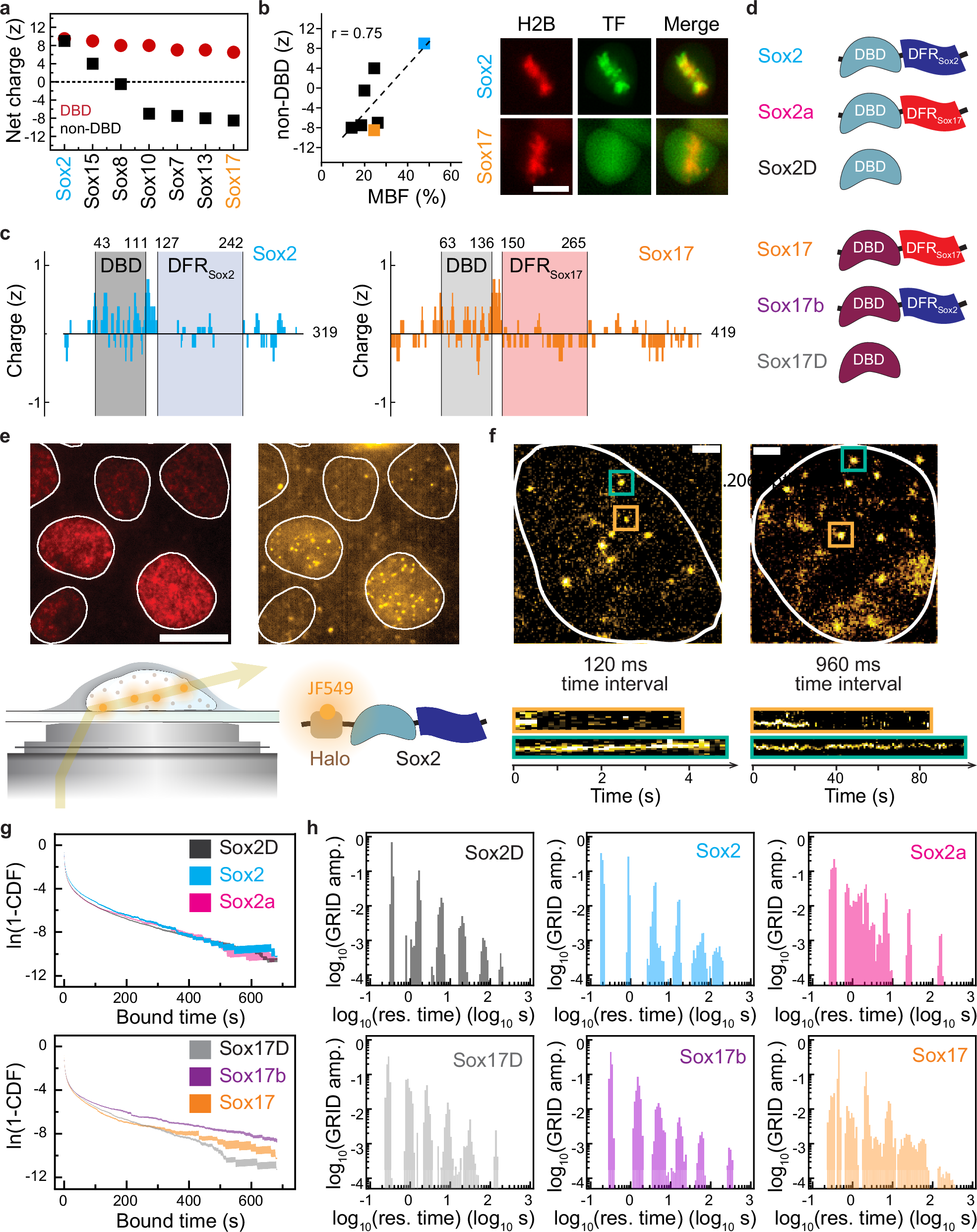 Fig. 1: DFR charge controls the distribution of TF residence times.