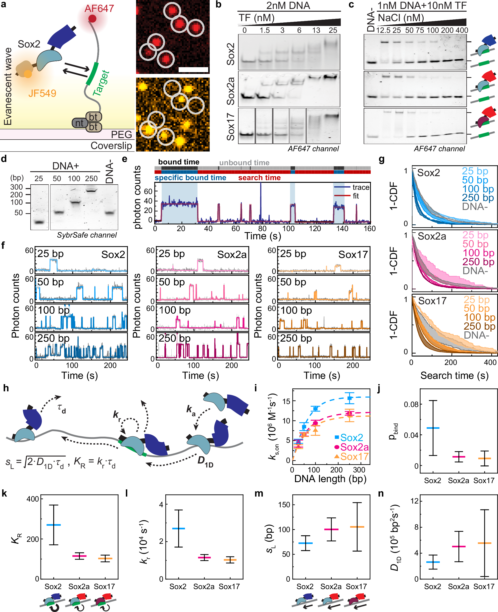 Fig. 3: DFR charge controls target recognition efficiency on naked DNA and slow 1D diffusion.