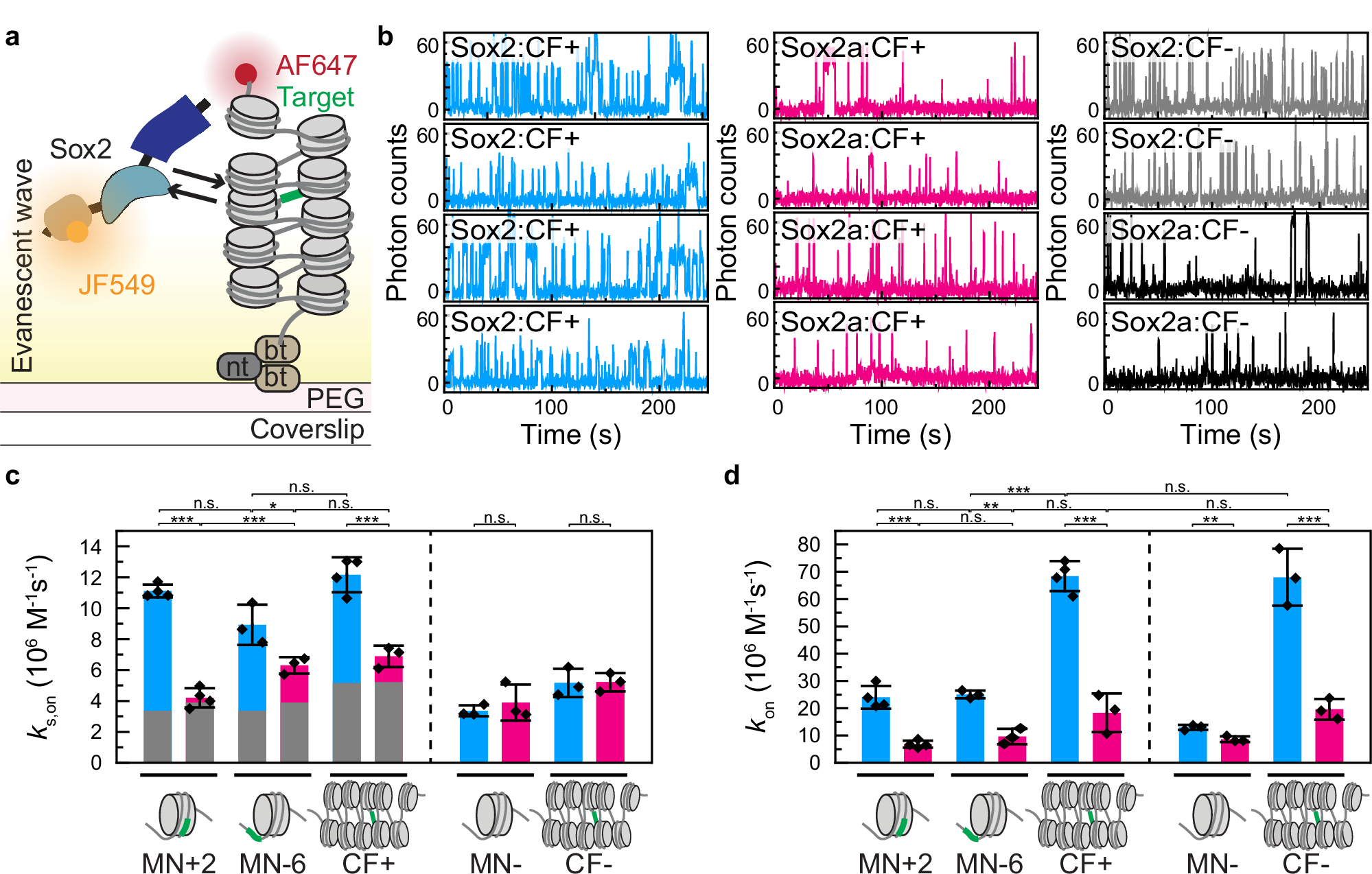 Fig. 5: DFRSox2 enhances chromatin invasion through nonspecific interactions with DNA.