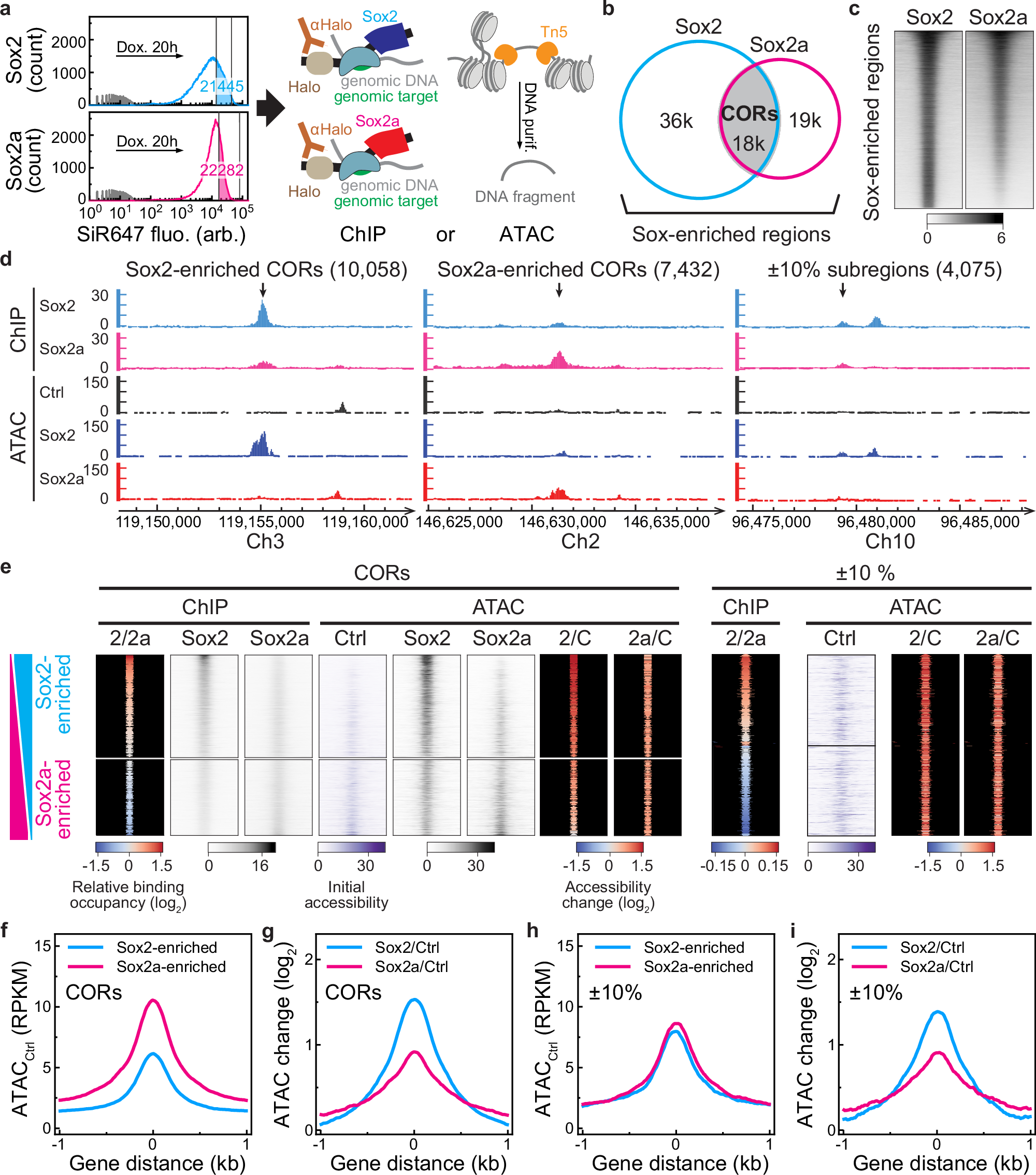 Fig. 6: DFRSox2 enhances pioneering activity.