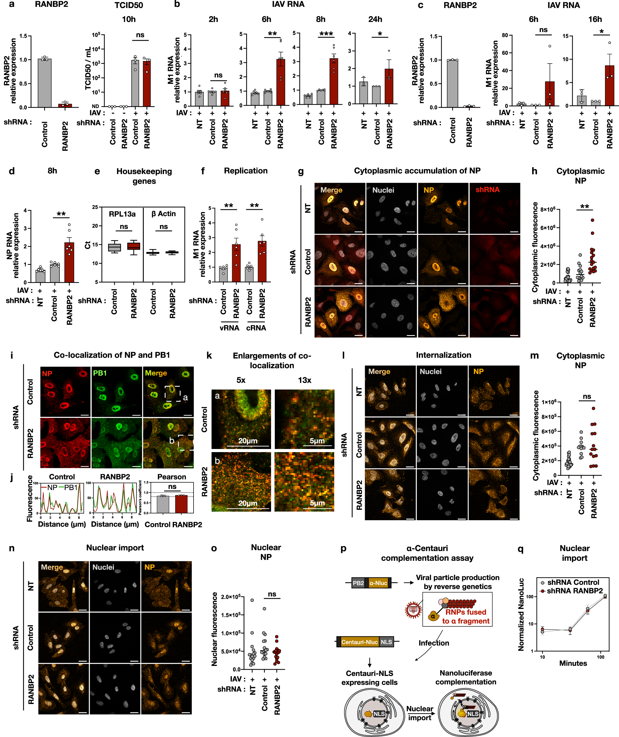 Fig. 1: RANBP2 knockdown stimulates non-productive Influenza vRNA replication without affecting the initial vRNP nuclear import.
