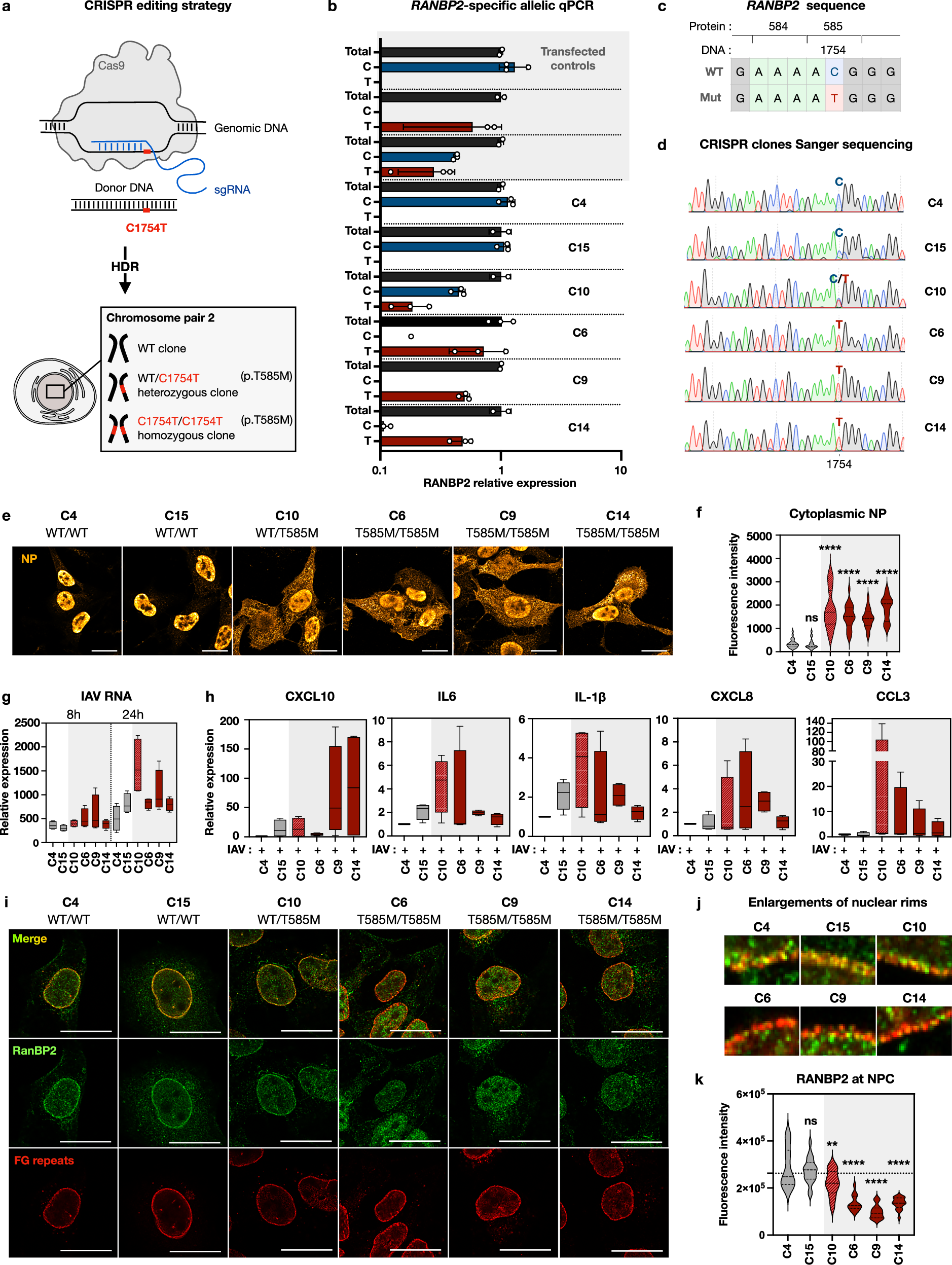 Fig. 4: Mislocalisation of the RANBP2-T585M ANE1 variant amplifies IAV replication and hyper-inflammation.