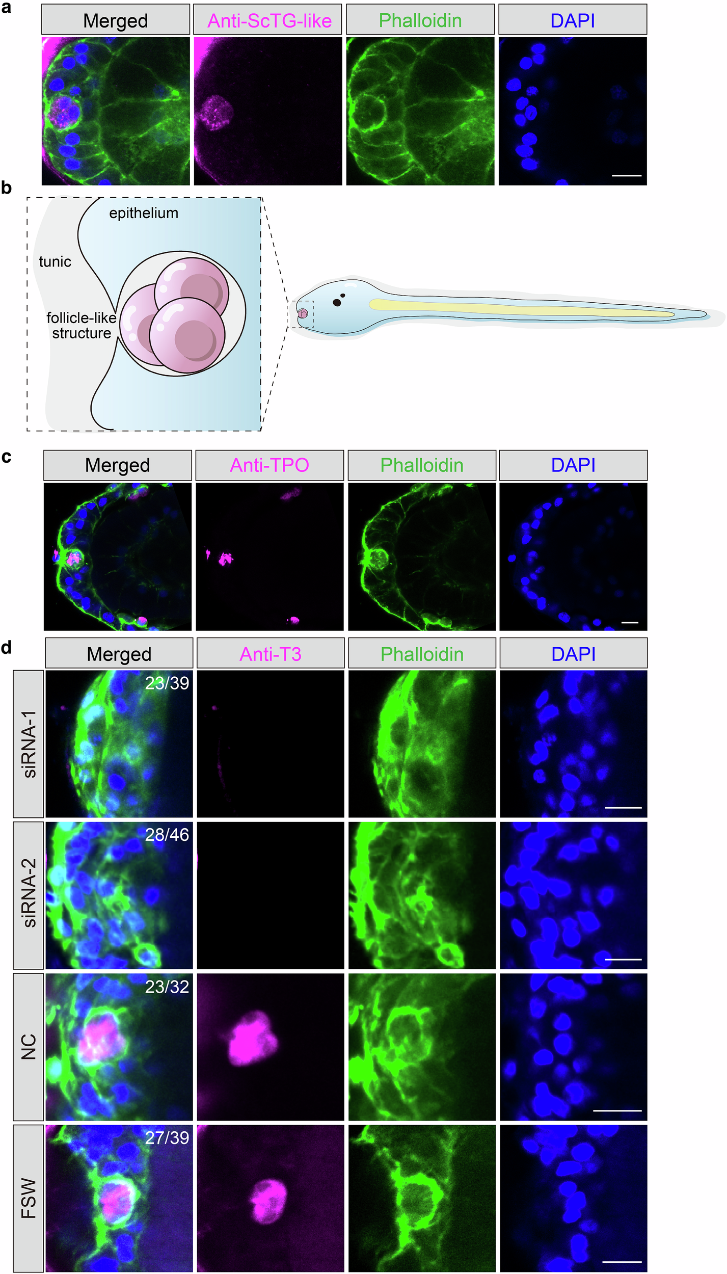 Fig. 4: A follicle-like structure in S. clava larva functions in TH synthesis and storage.