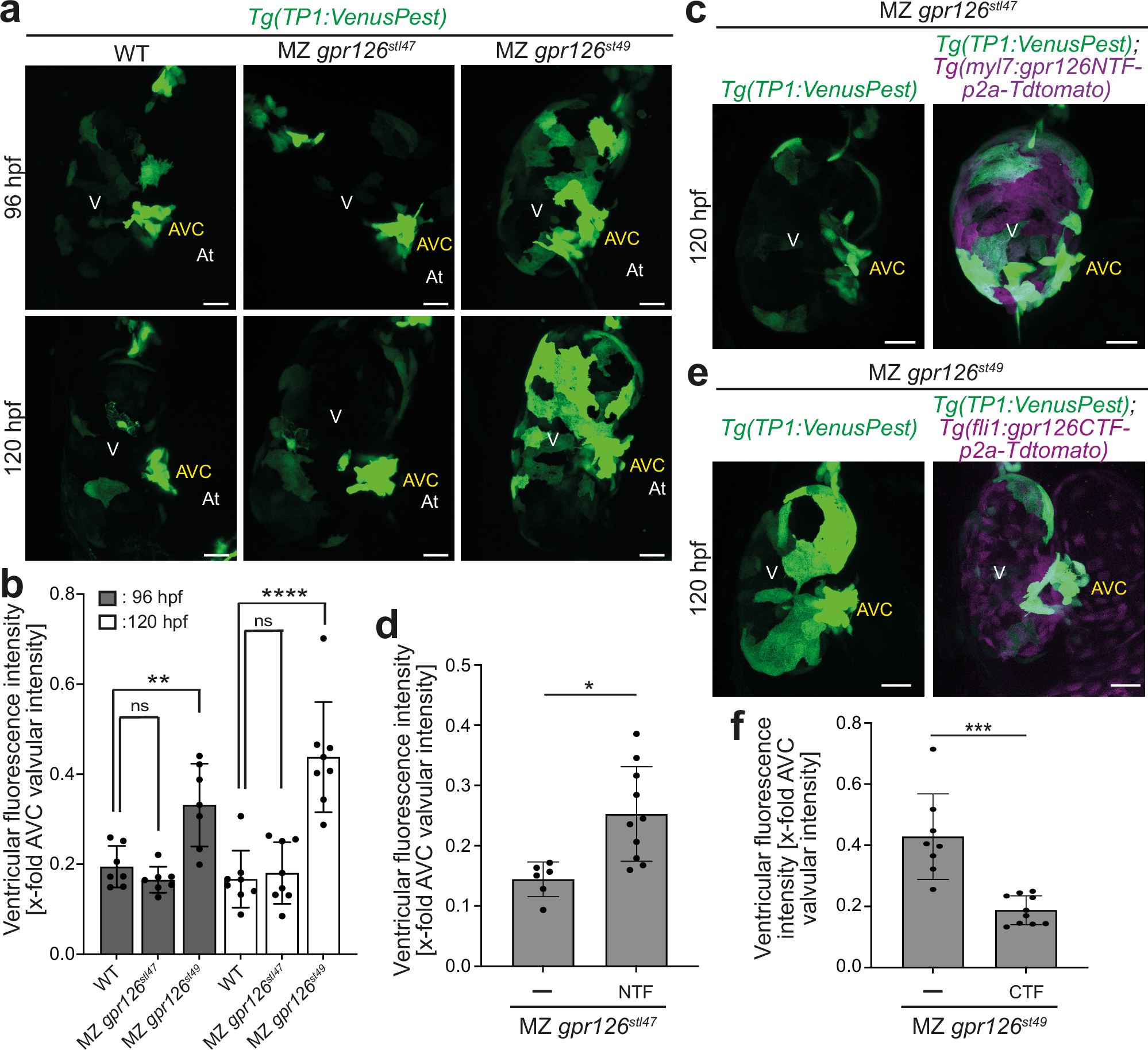 Fig. 6: gpr126 modulates myocardial Notch activity.