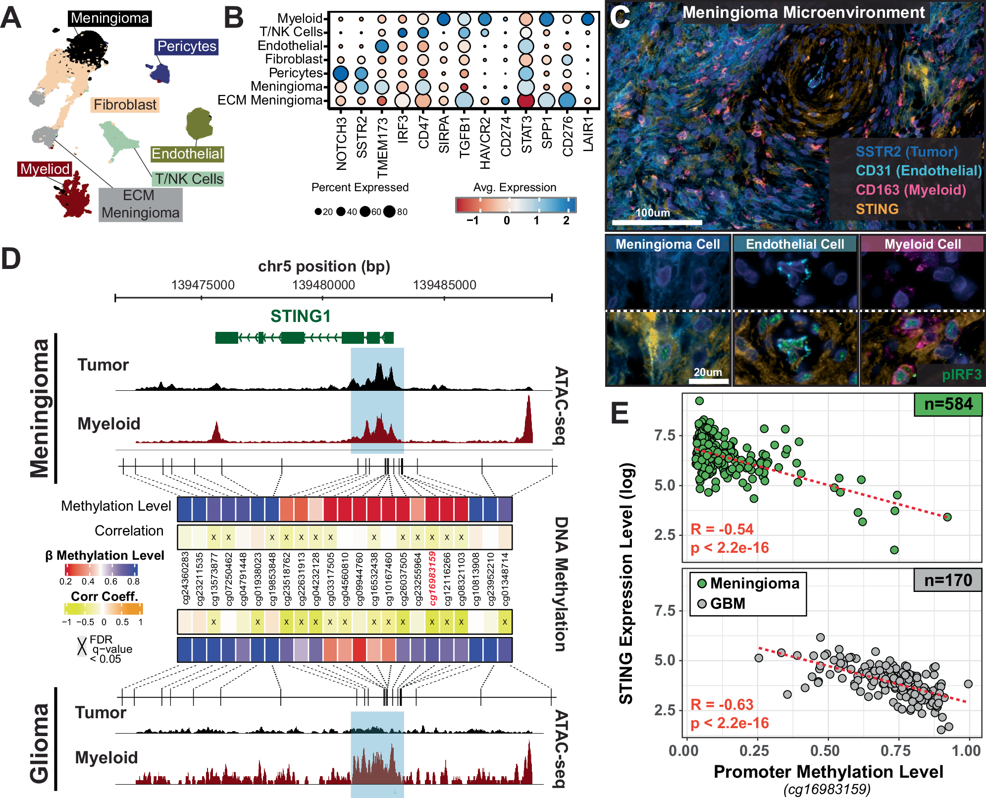 Fig. 3: Increased Chromatin accessibility and promoter hypomethylation drives STING expression across meningioma subtypes.