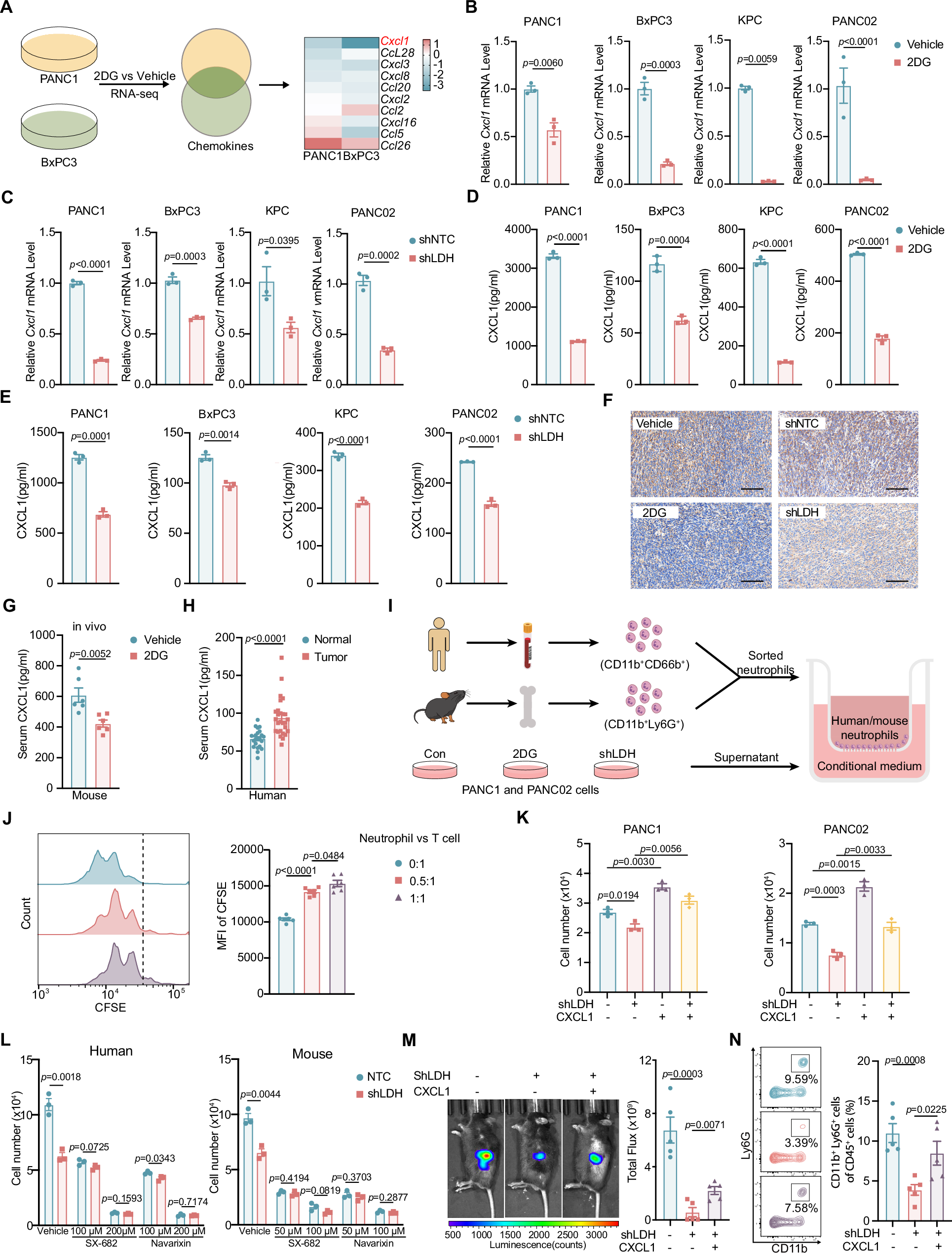 Fig. 2: Glycolysis enhances neutrophil infiltration by promoting the expression of Cxcl1.