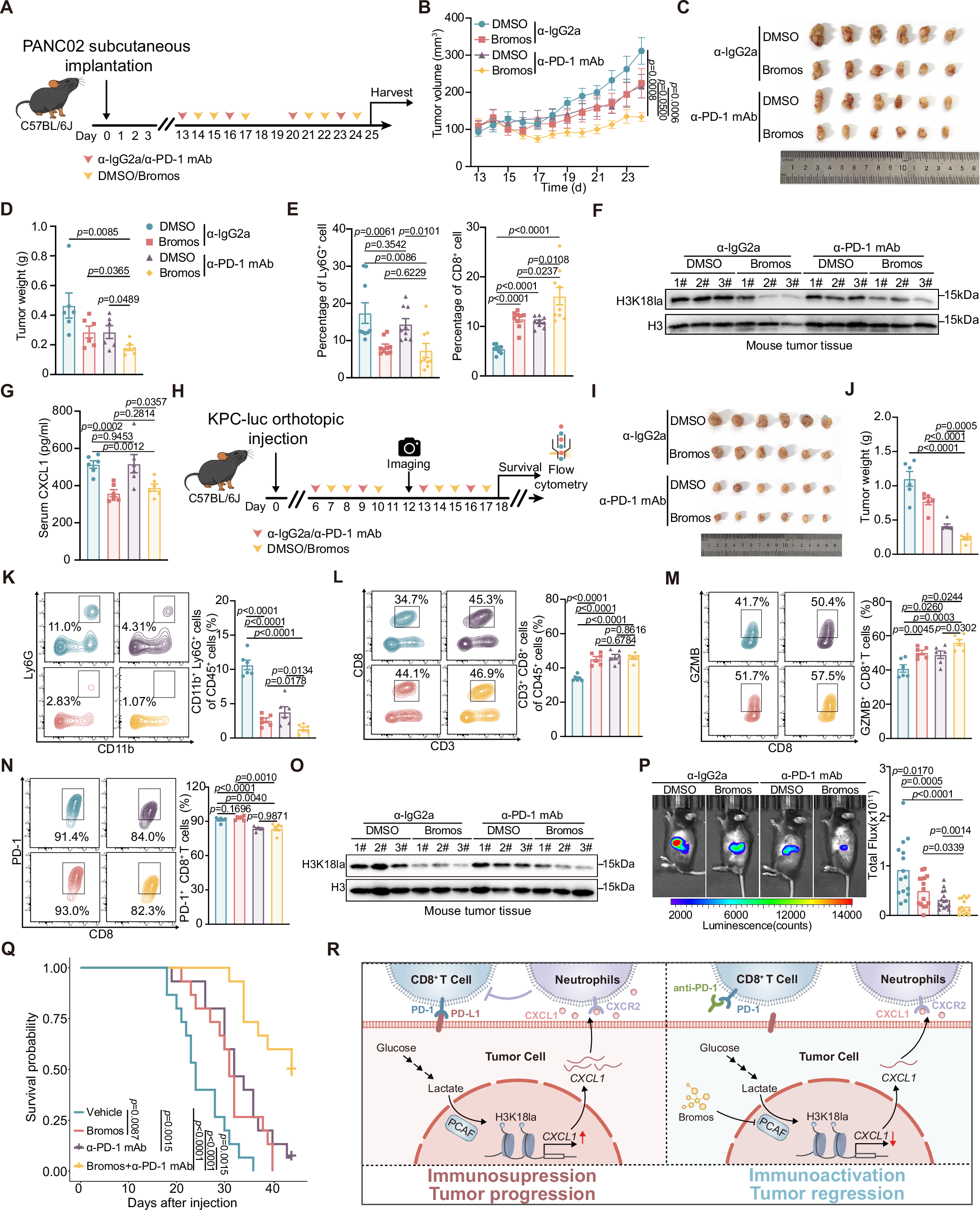 Fig. 5: The combinational treatment of PDAC with PCAF inhibitor and anti-PD-1 monoclonal antibody.