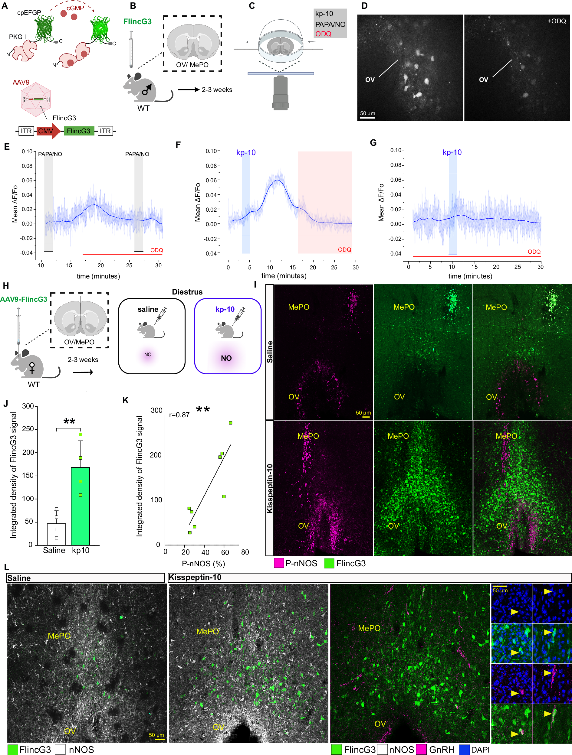 Fig. 2: Kisspeptin-10 promotes nNOS activation and the subsequent production of cGMP.