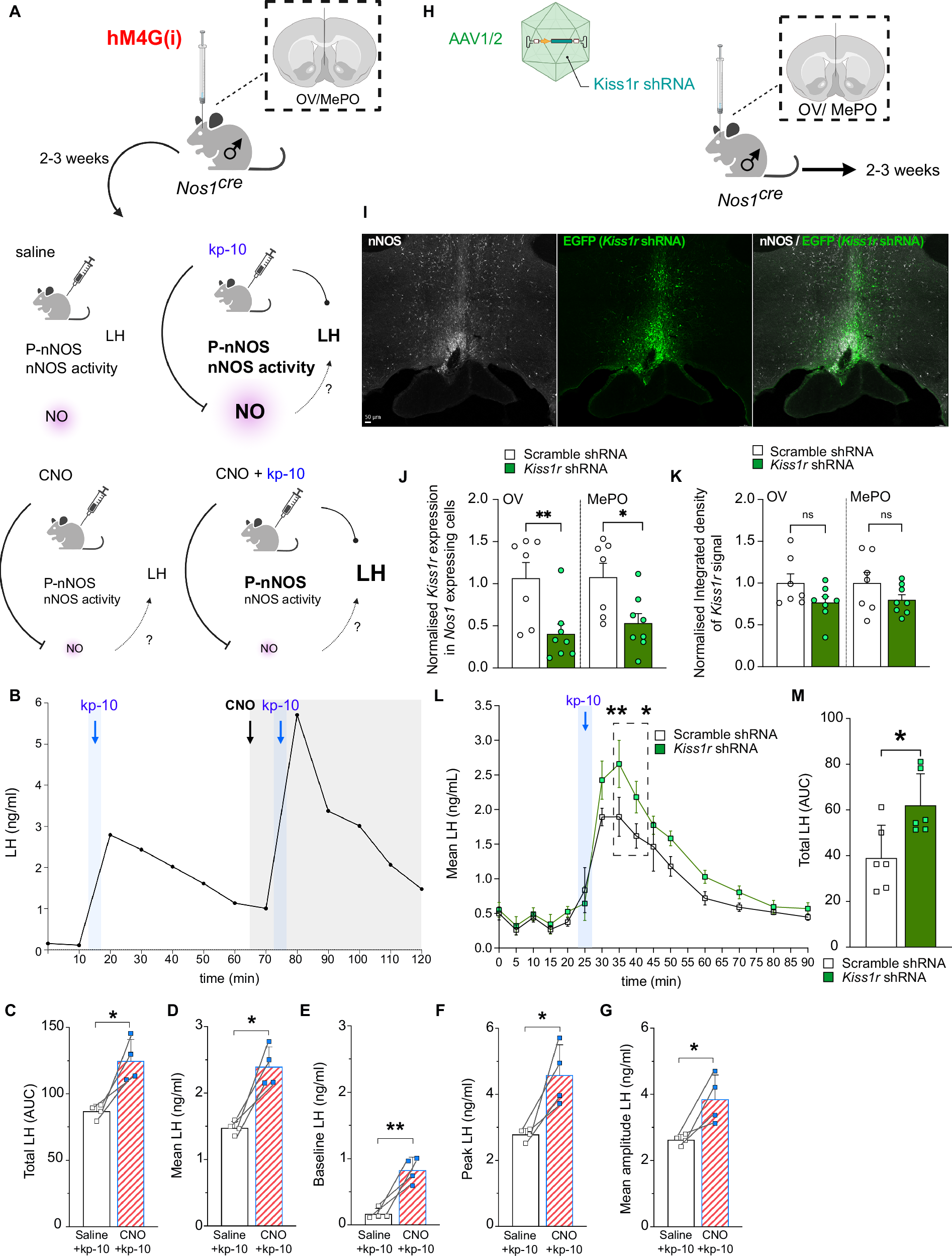 Fig. 5: nNOS OV/MePO neurons restrain kisspeptin-induced LH release via Kiss1r-dependent signaling.