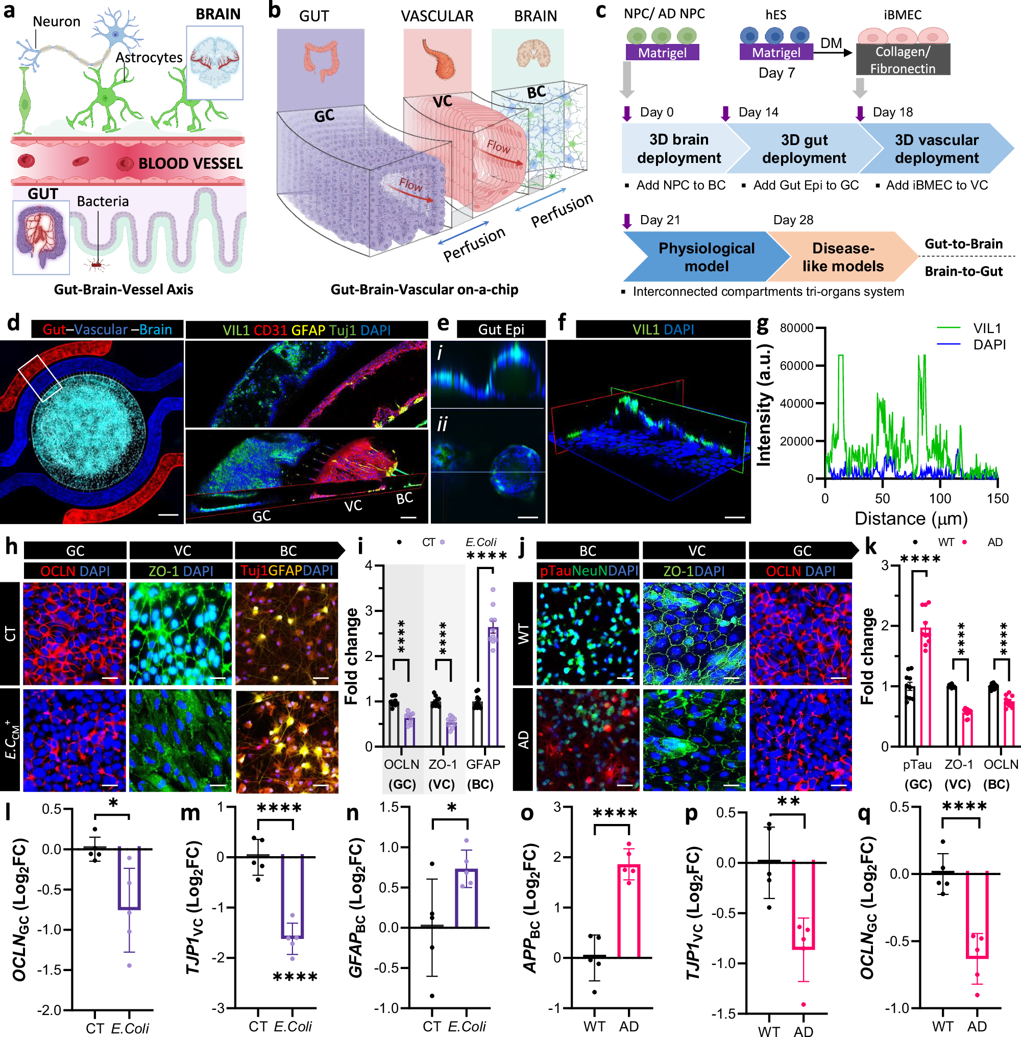 Fig. 1: Human gut-brain-vascular (hGBV) physiomimetic system for modeling gut-brain axis interactions.