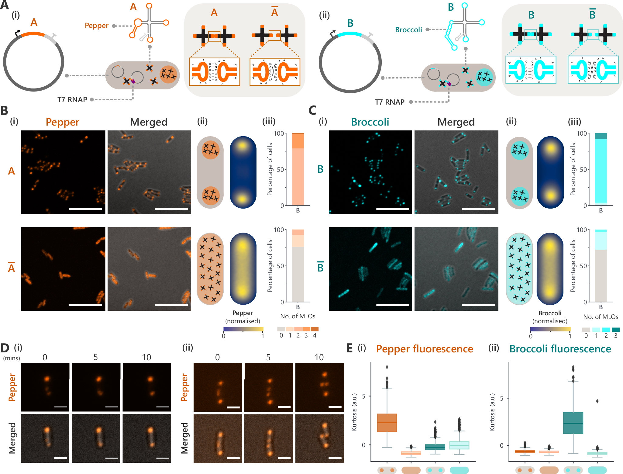 Expression of nano-engineered RNA organelles in bacteria | Nature 