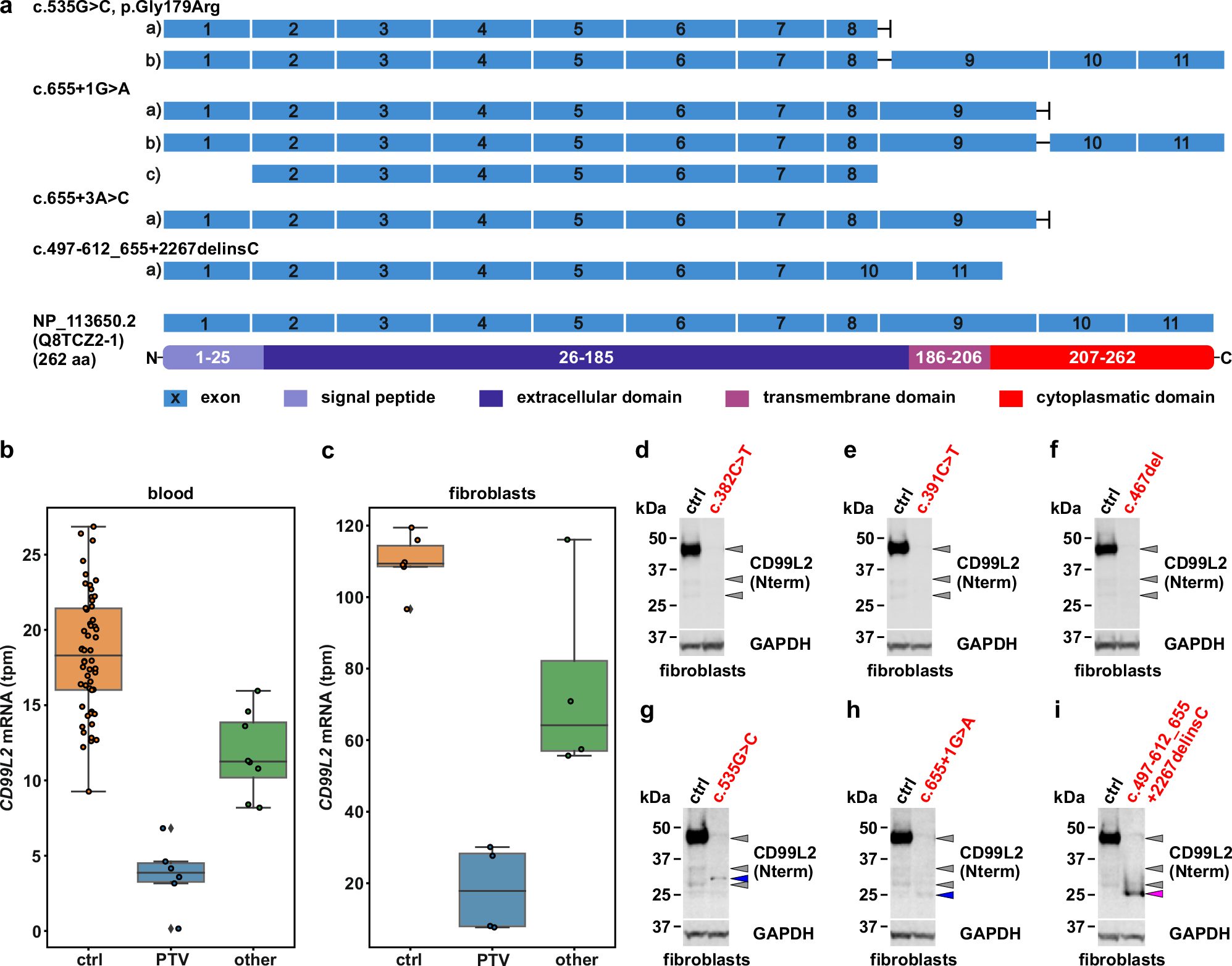 Fig. 3: Molecular consequences of CD99L2 variants.